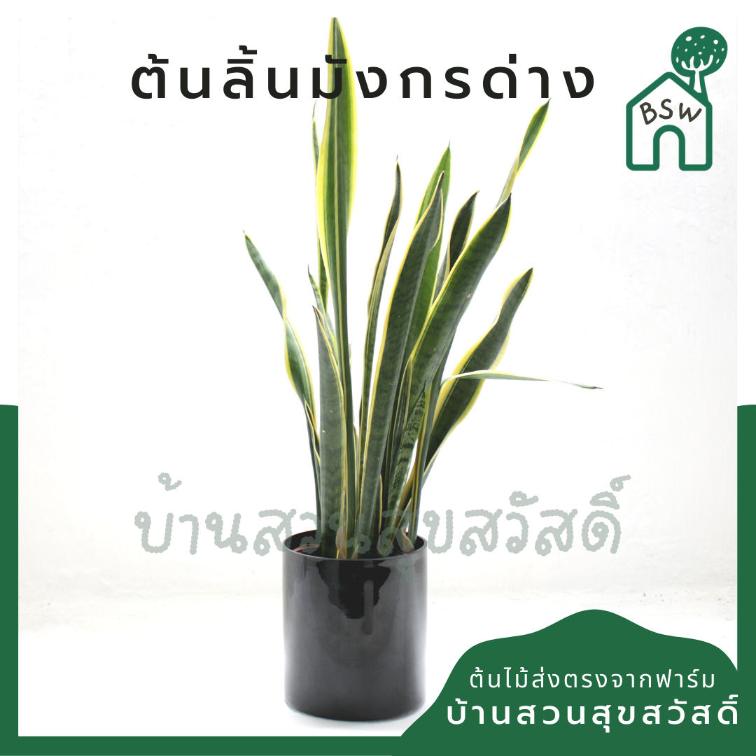 ลิ้นมังกรด่างเหลือง (Sansevieria Trifasciata 'Laurentii') ไม้ฟอกอากาศในถุงดำ