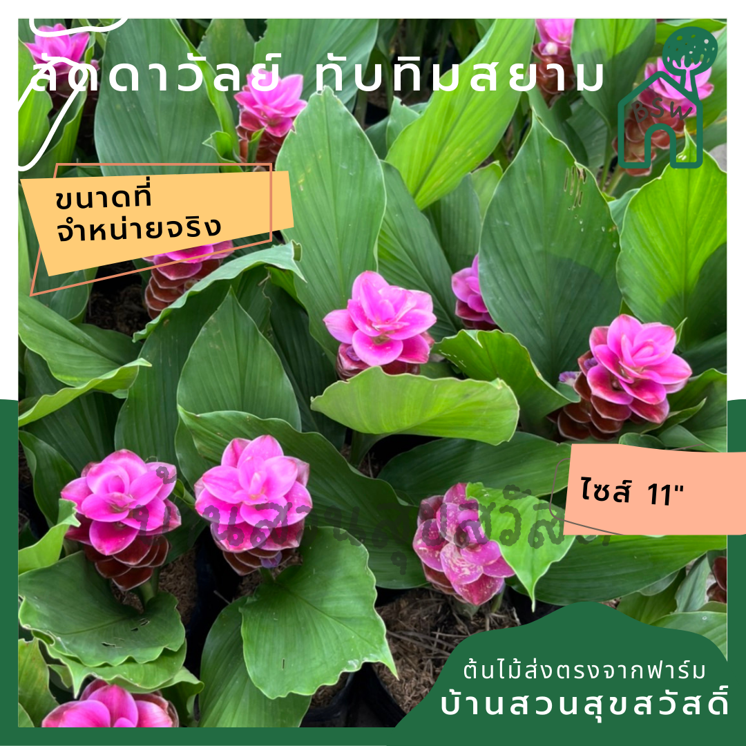 ลัดดาวัลย์ ทับทิมสยาม ส่งพร้อมถุงดำ ดอกสีชมพู สวยงาม