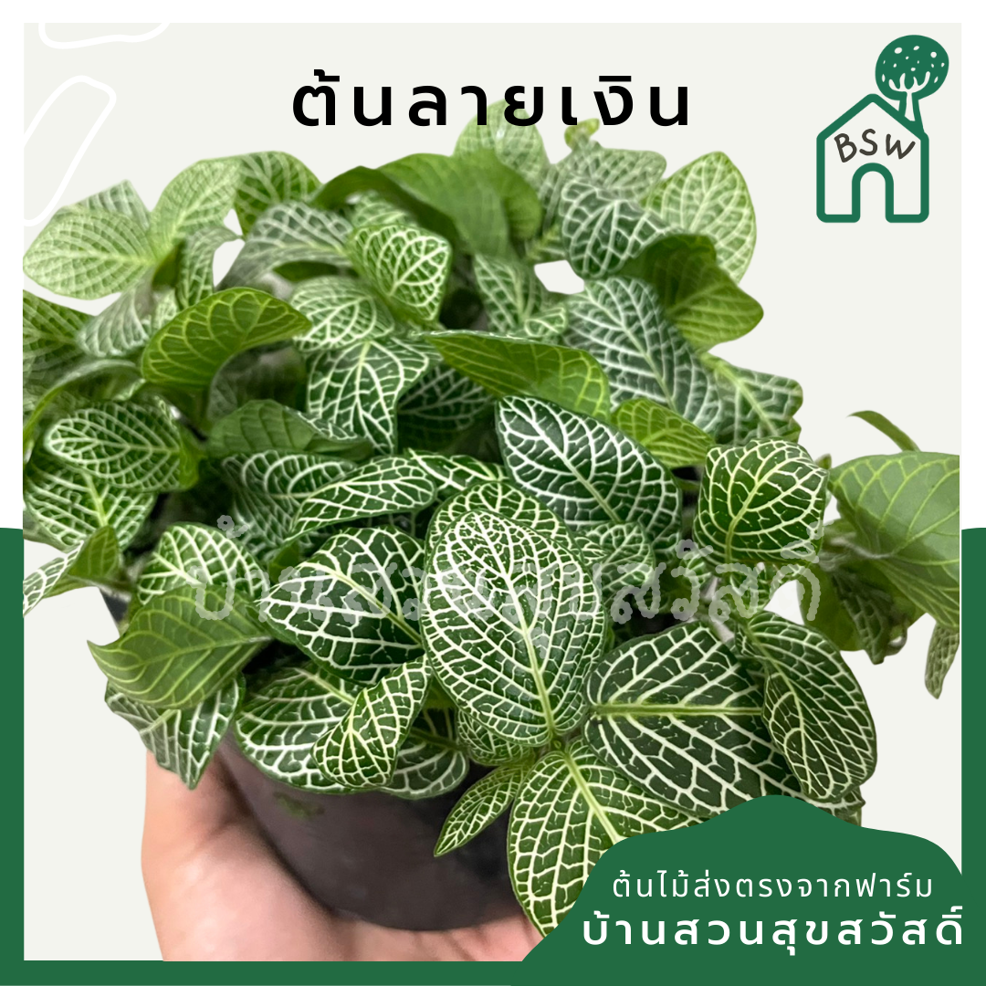 ลายเงิน (Callisia Repens) ไม้มงคลในกระถางพร้อมตั้ง