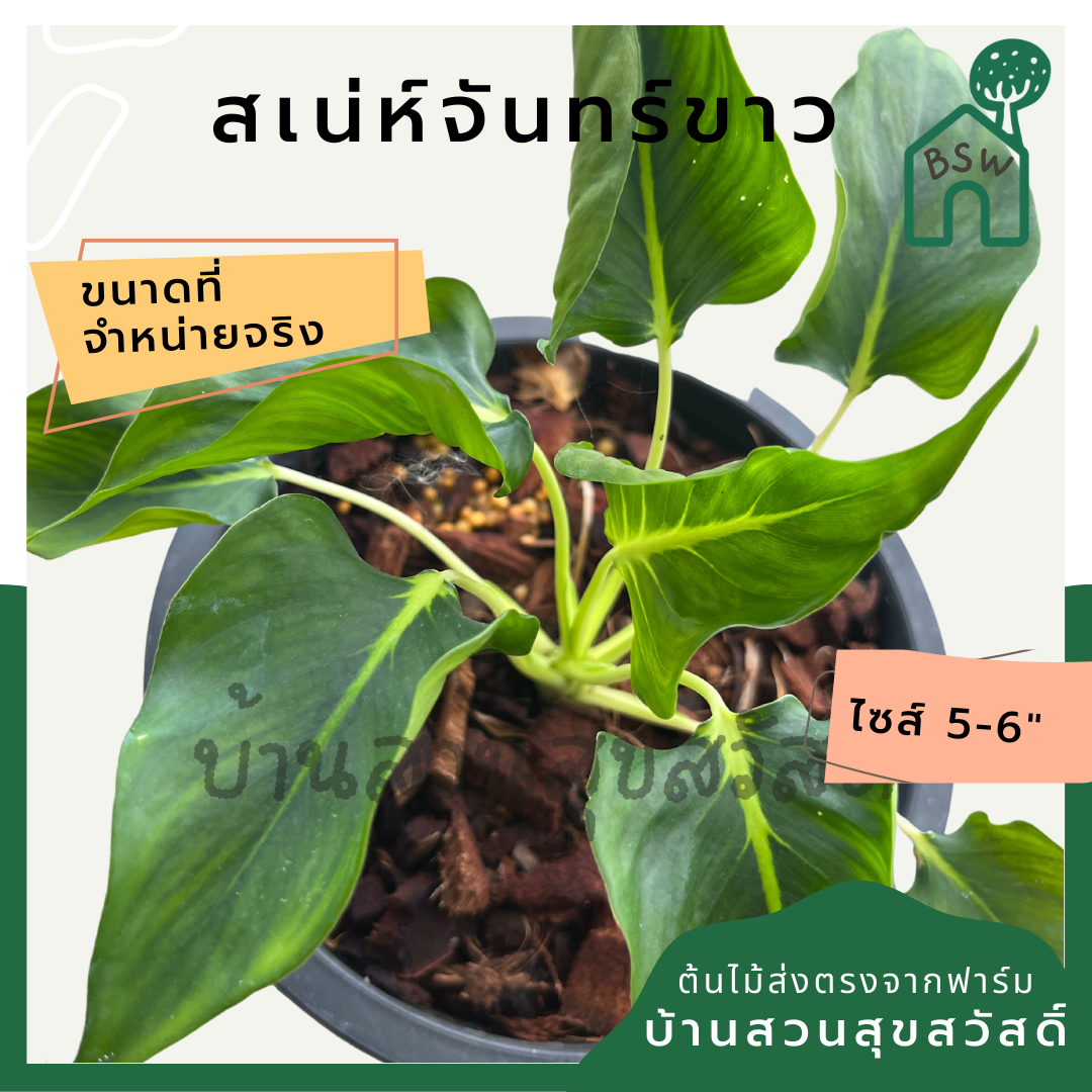 เสน่ห์จันทร์ขาว (Homalomena 'Saneh Chan Khao') ไม้มงคลในกระถางพร้อมตั้ง