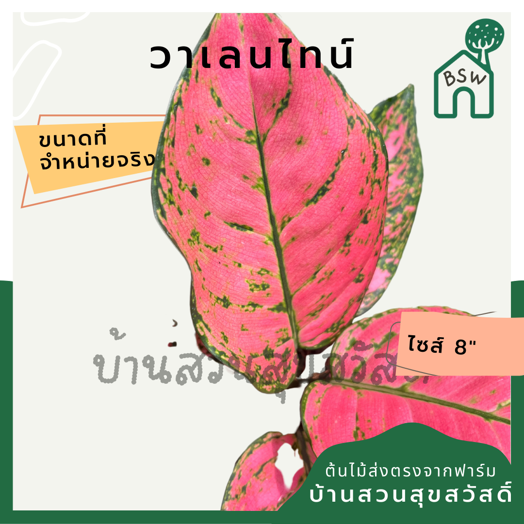 วาเลนไทน์ ต้นวาเลนไทน์ อโกลนีมาสีสวยหวาน