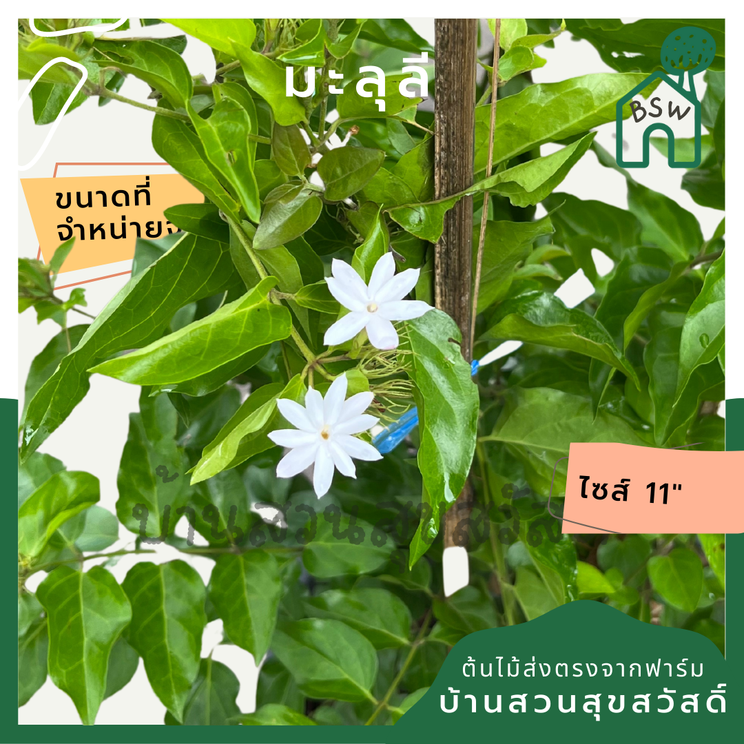 มะลุลี (Jasminum Sambac 'Mali Lii') ไม้ดอกหอมในกระถาง 11 นิ้ว