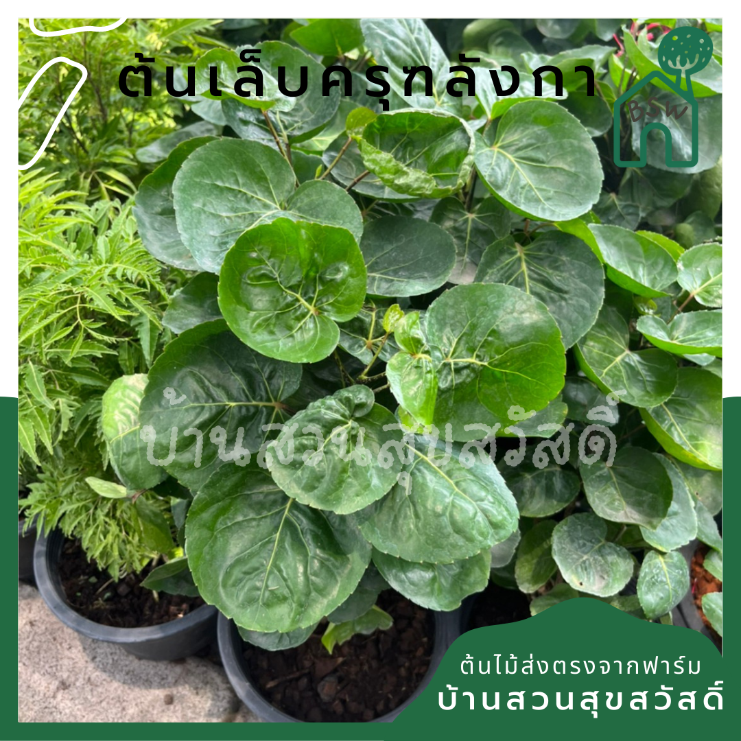 ต้นเล็บครุฑลังกา สูง 60-80 ชม กระถาง 11 นิ้ว