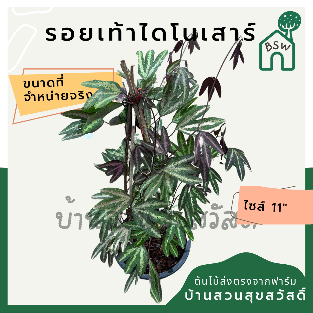 รอยเท้าไดโนเสาร์ (Colocasia Esculenta) ไม้ใบใหญ่ในกระถาง 11 นิ้ว