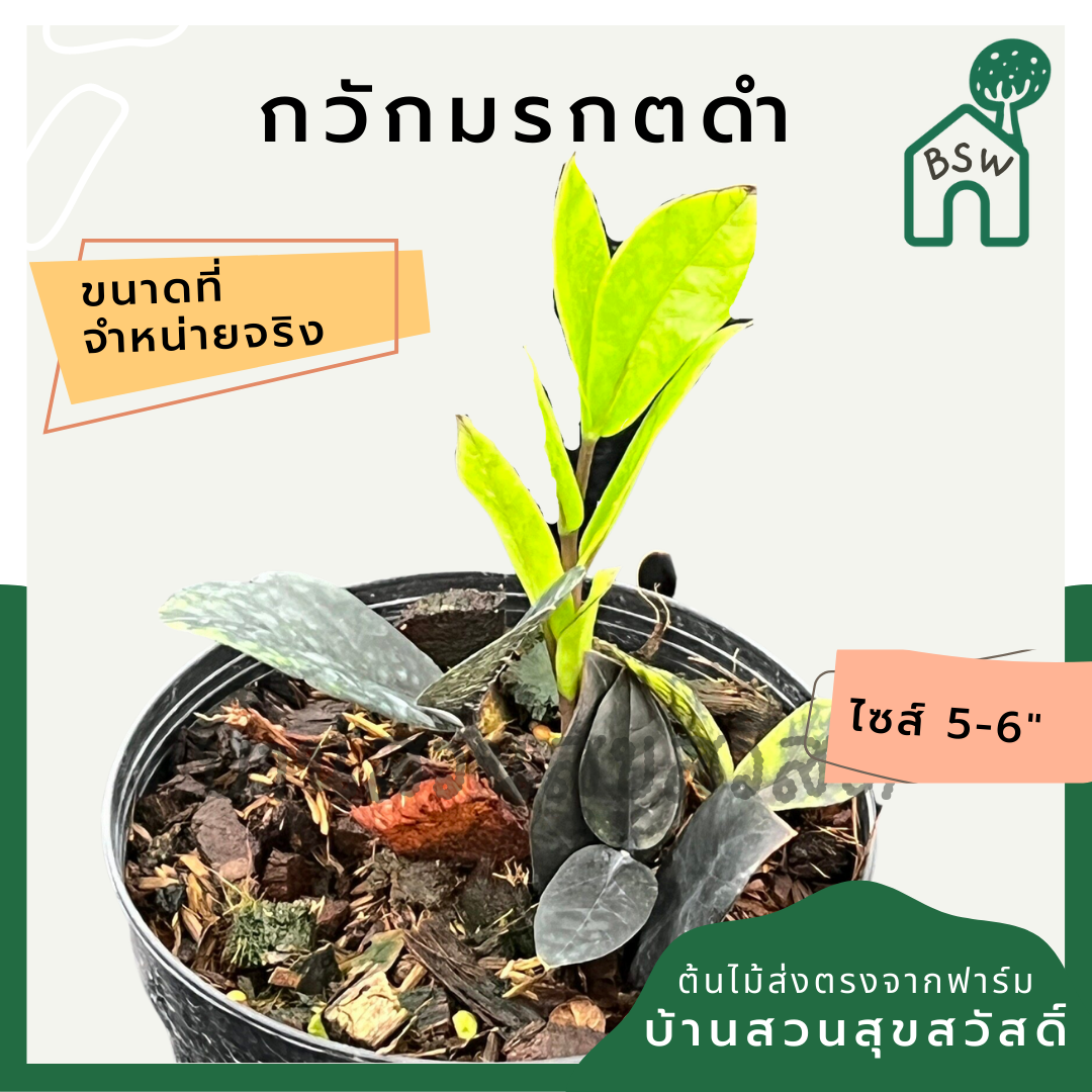กวักมรกตดำ (Zamioculcas Zamiifolia 'Raven') ไม้มงคลในกระถางพร้อมตั้ง