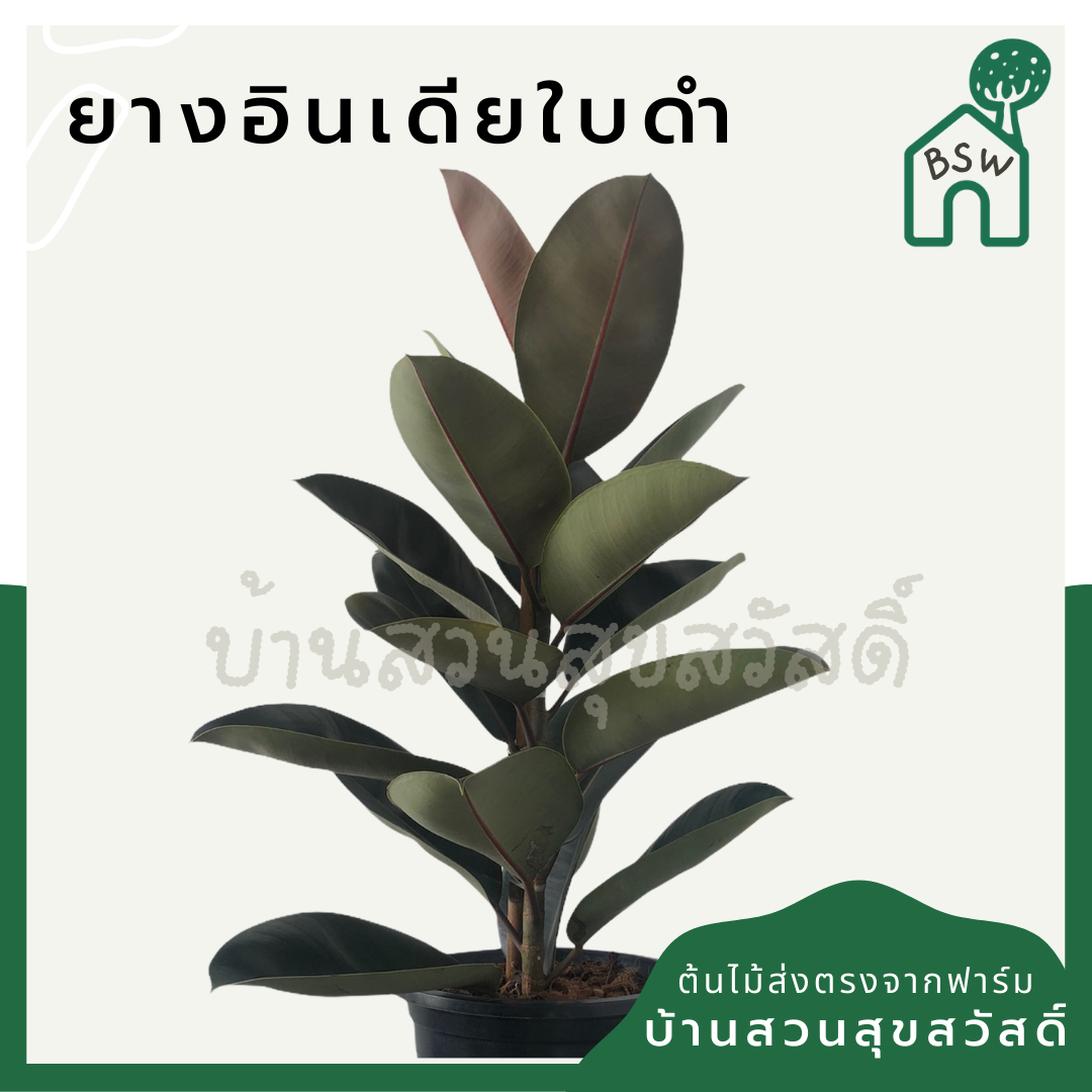 ต้นยางอินเดีย ในกระถาง 5-6 นิ้ว