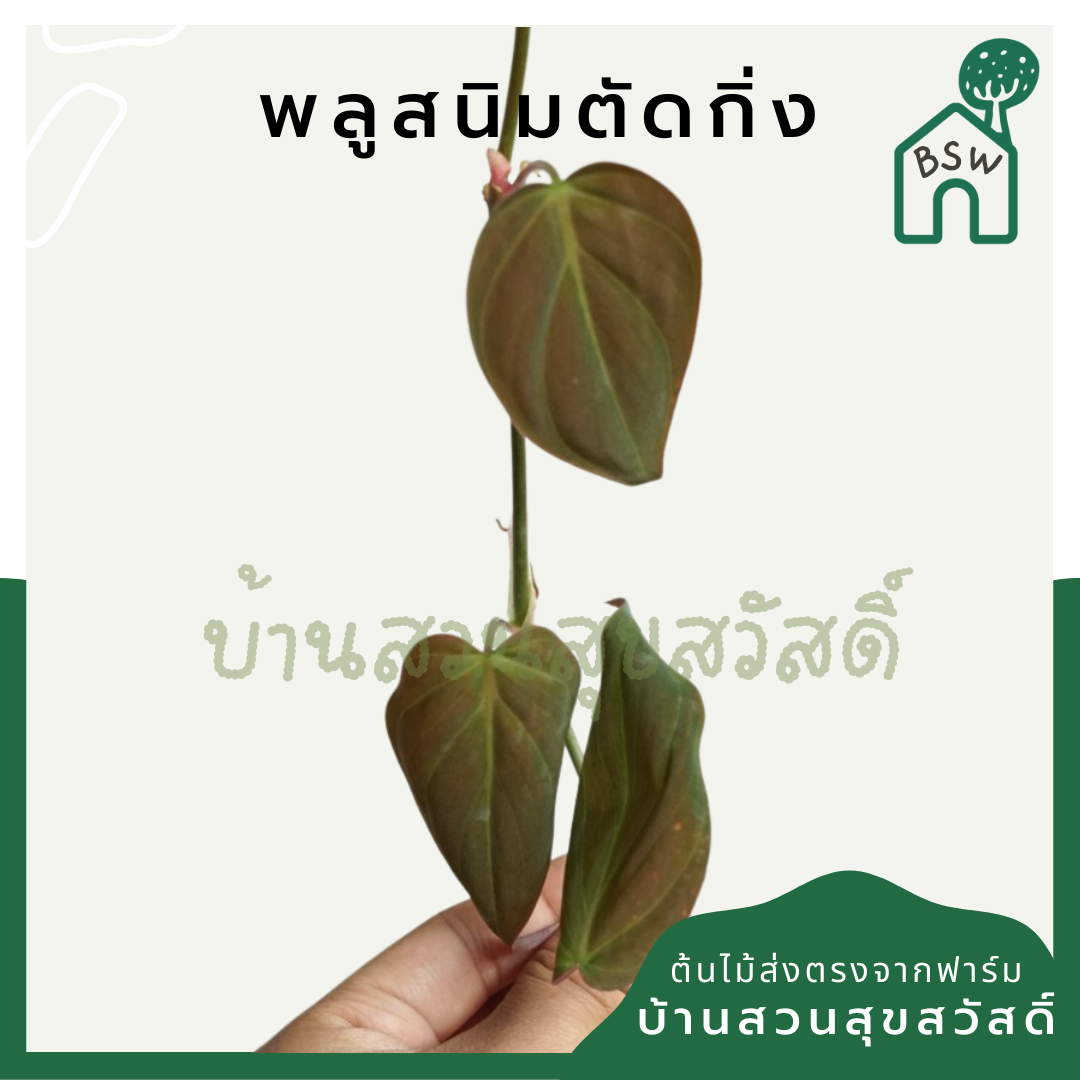 พลูด่าง (Epipremnum Aureum) ไม้ตัดกิ่งราคาย่อมเยา