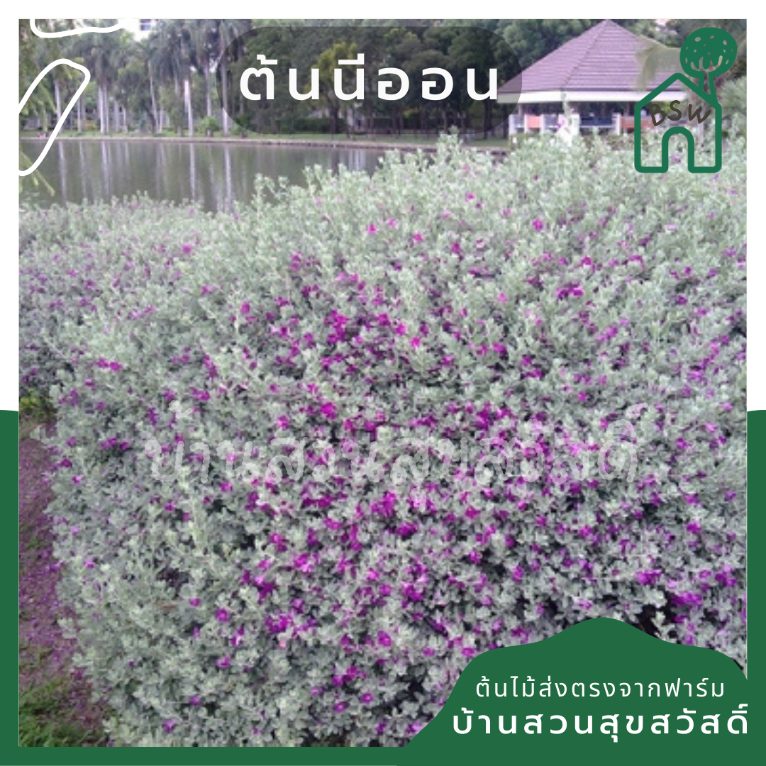 นีออน (Plectranthus Argentatus) ไม้ใบกำมะหยี่ในกระถาง 11 นิ้ว