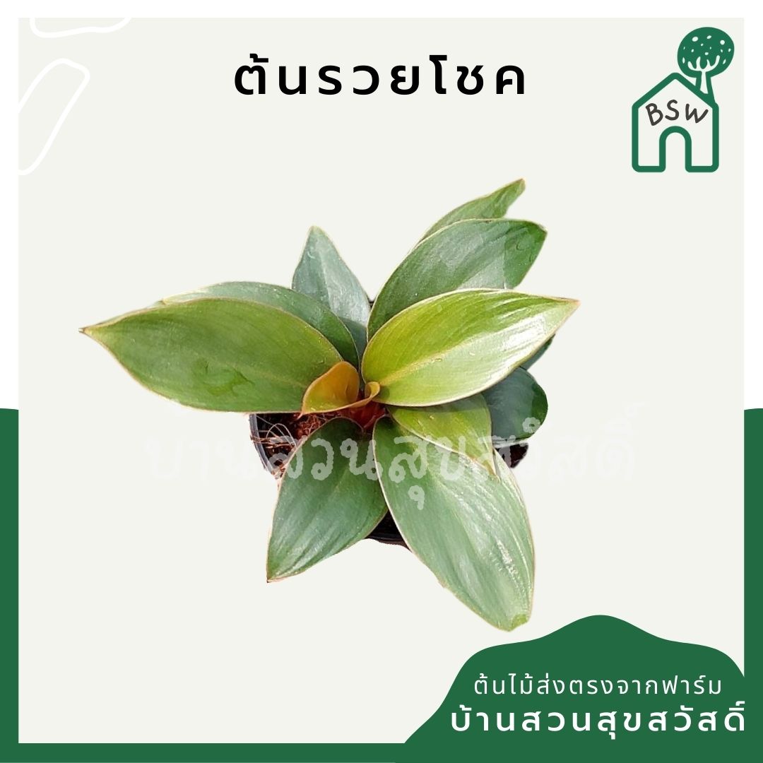 ต้นรวยโชค มาในกระถางพร้อมตั้ง ฟิโลก้านแดง รากแน่น