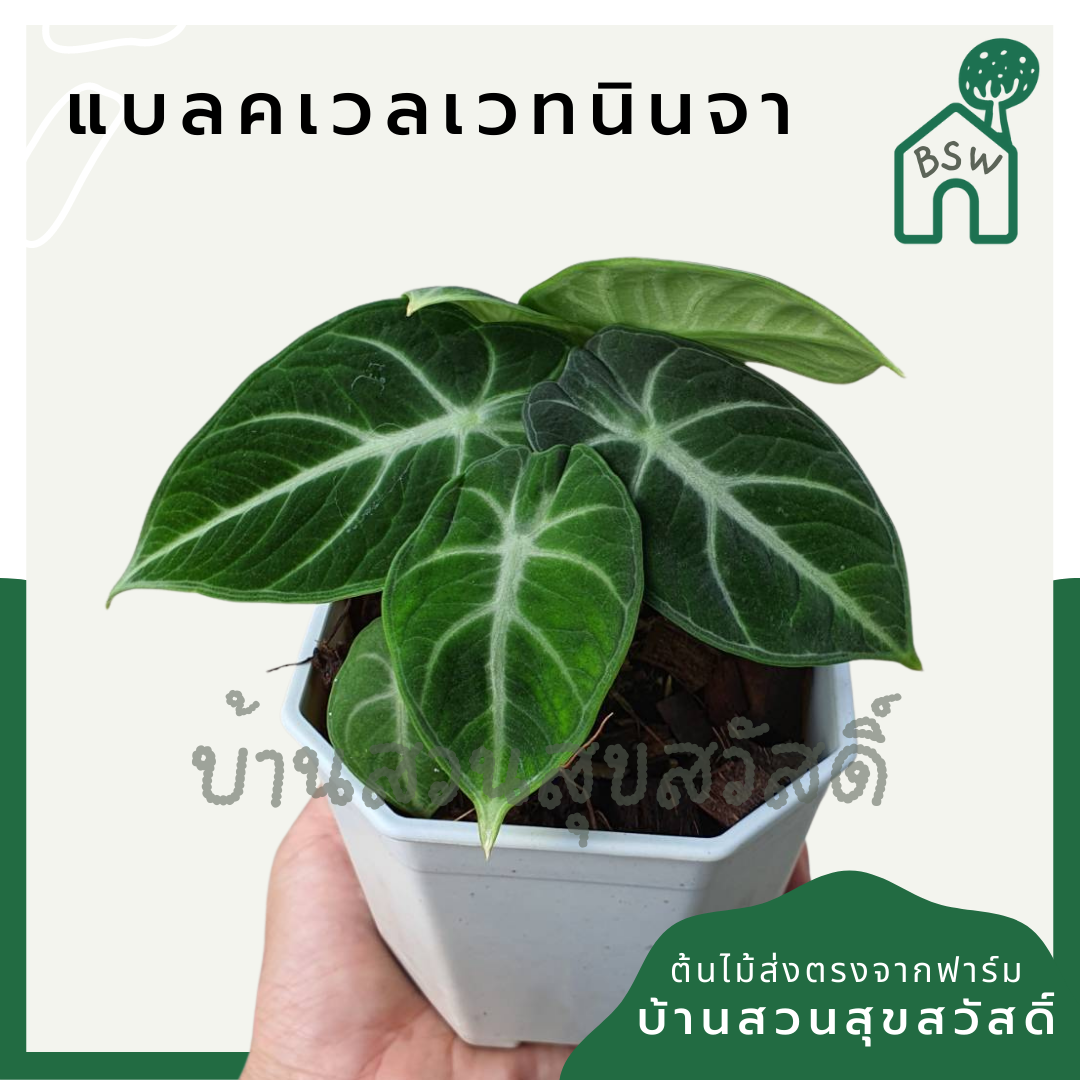 อโลคาเซีย แบลคเวลเวท (Alocasia Reginula) ใบกำมะหยี่ในกระถาง 4 นิ้ว