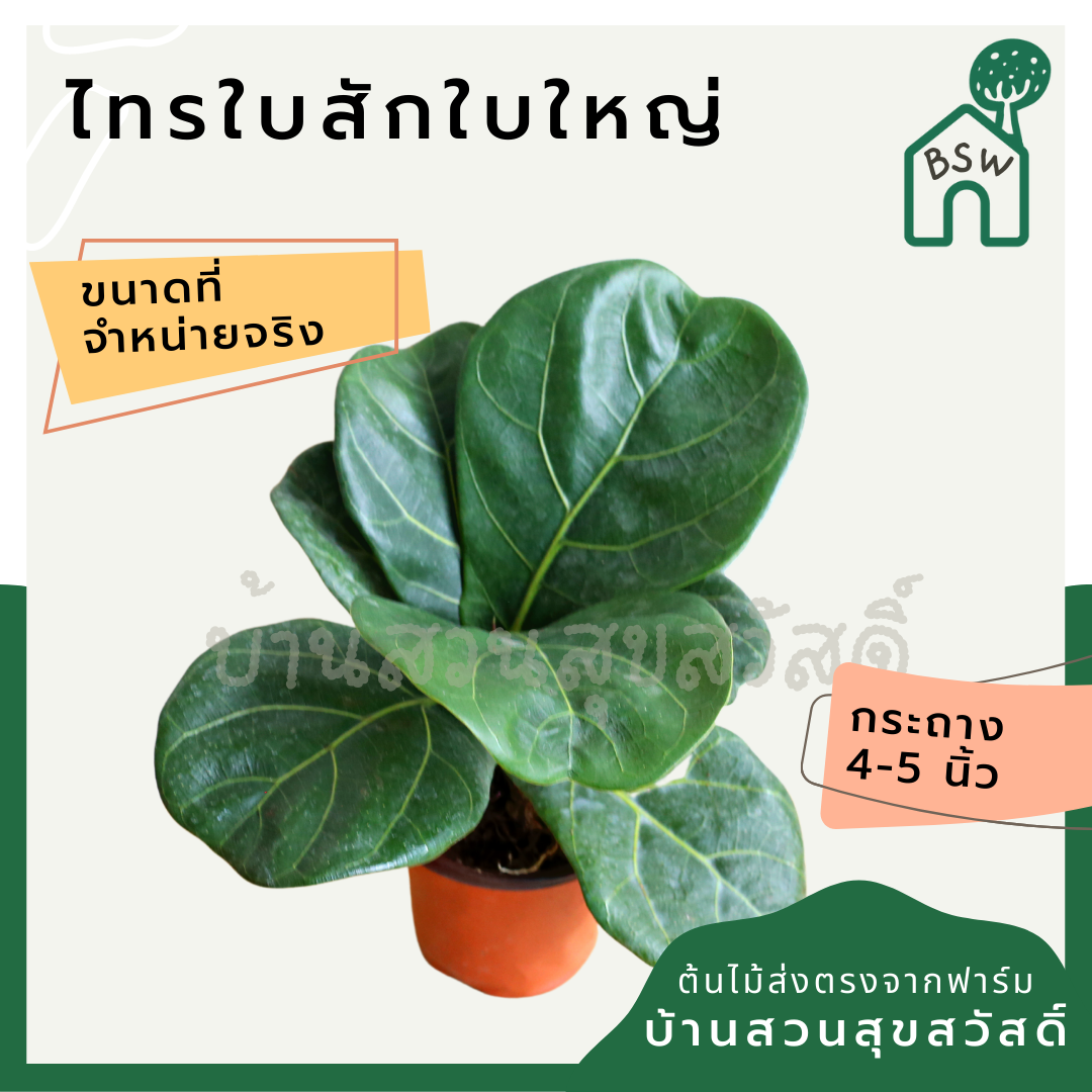 ต้นไทรใบสัก มาในกระถางพร้อมตั้ง