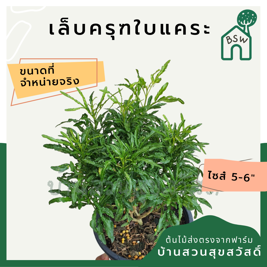 เล็บครุฑใบแคระ (Polyscias Balfouriana) ไม้ใบสวยในกระถางพร้อมตั้ง