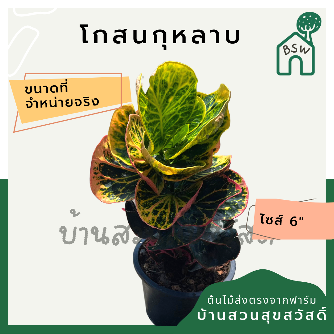 โกสนกุหลาบ กระถาง 5-6 นิ้ว ต้นโกสน เป็นไม้แดด ไม้ด่างสวย ใบสีสันสดใส