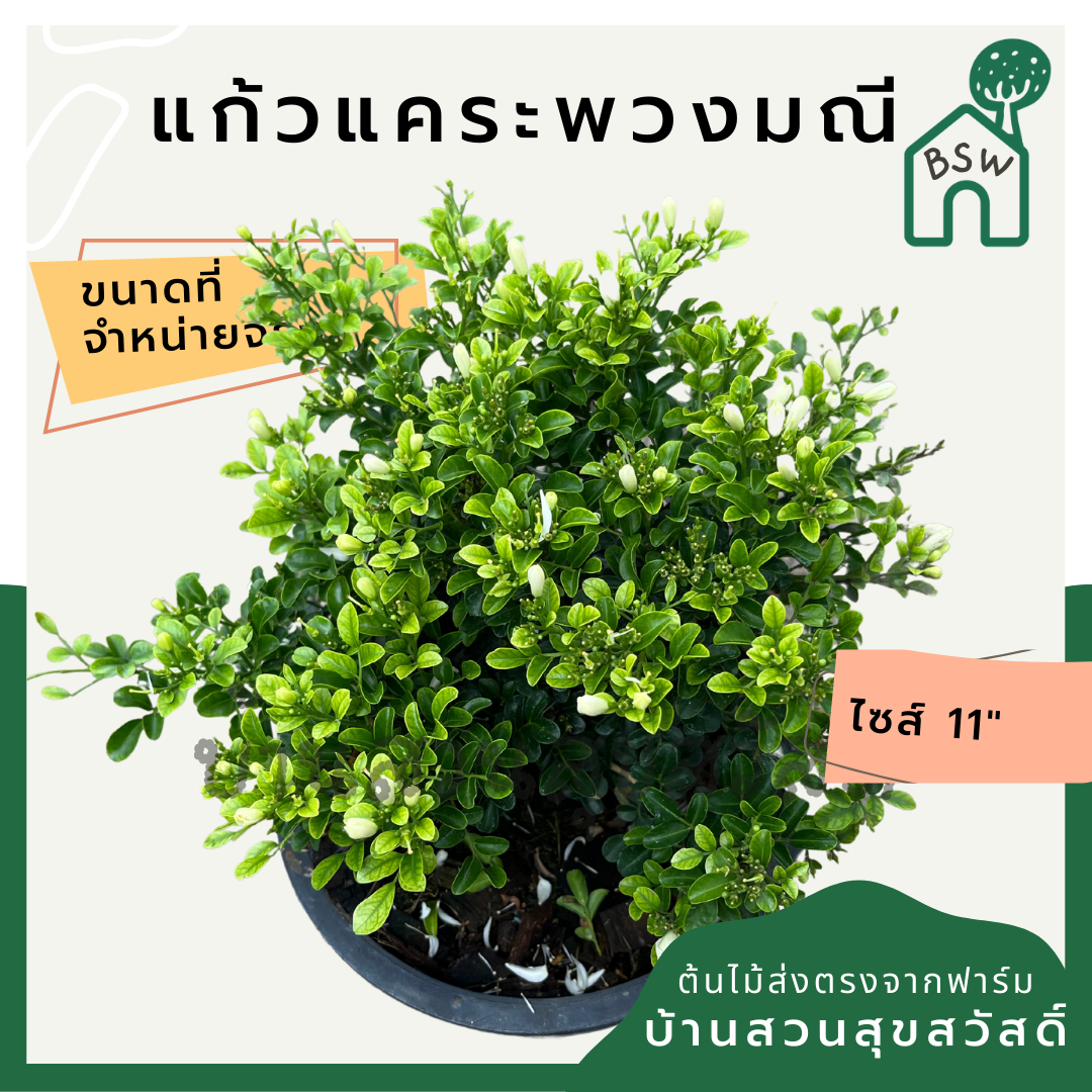 แก้วแคระพวงมณี (Murraya Paniculata 'Puang Manee') ไม้ดอกหอมในกระถาง 11 นิ้ว