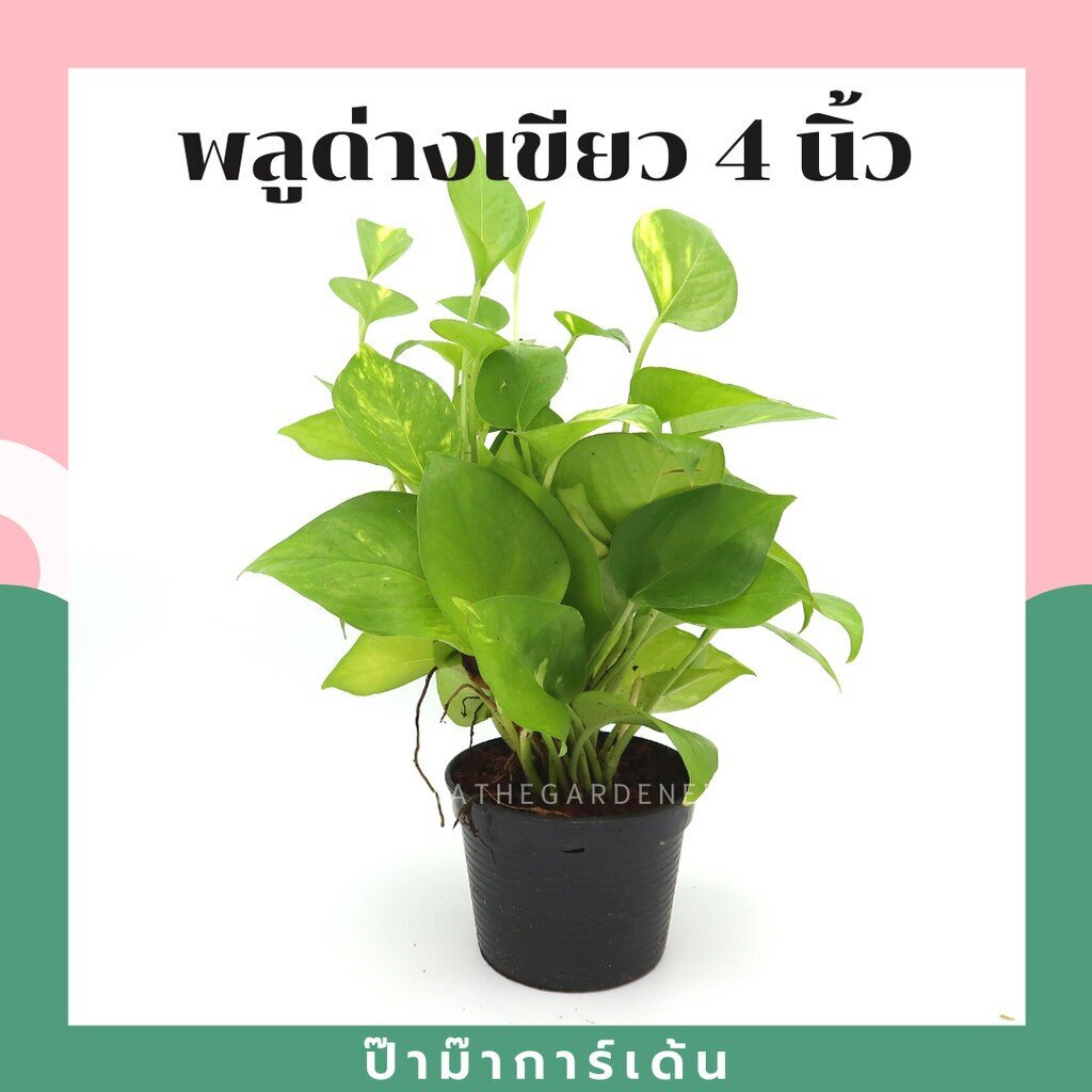 พลูด่างเขียว กระถาง 4 นิ้ว