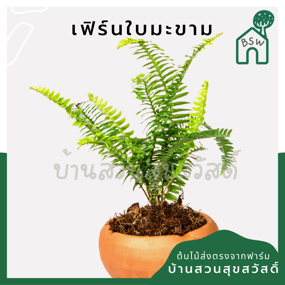 เฟิร์นมะขามสีทอง (Nephrolepis Cordifolia 'Duffii') เฟิร์นในกระถาง 5 นิ้ว