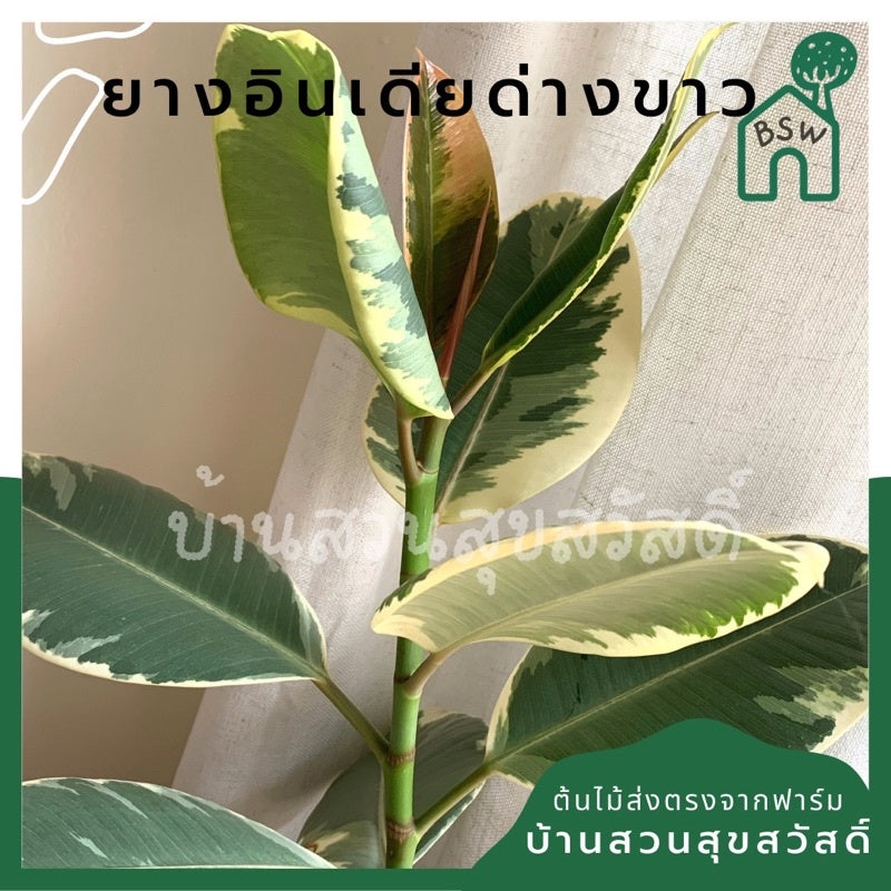 ยางอินเดียด่างขาว มีหลายขนาด