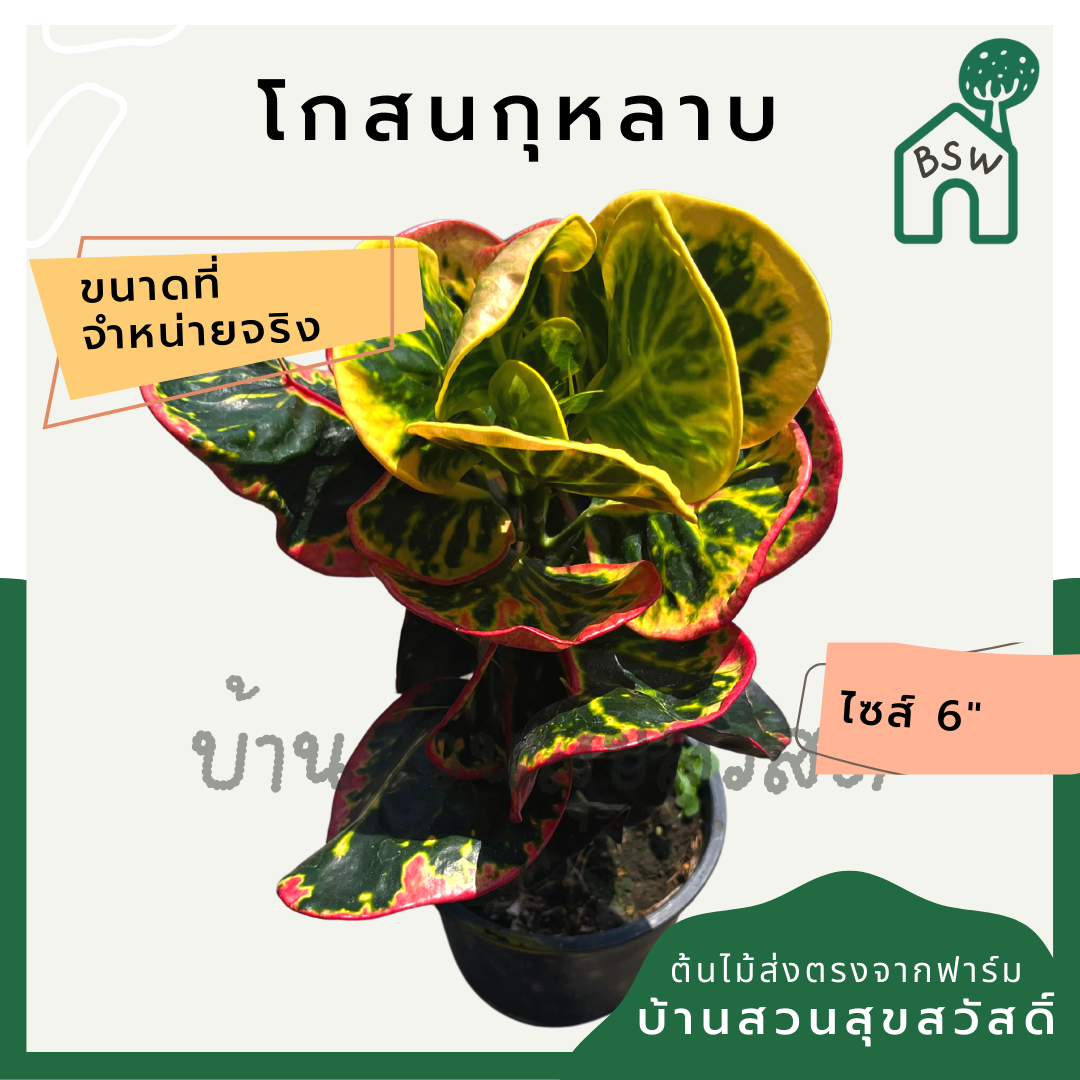 โกสนกุหลาบ กระถาง 5-6 นิ้ว ต้นโกสน เป็นไม้แดด ไม้ด่างสวย ใบสีสันสดใส