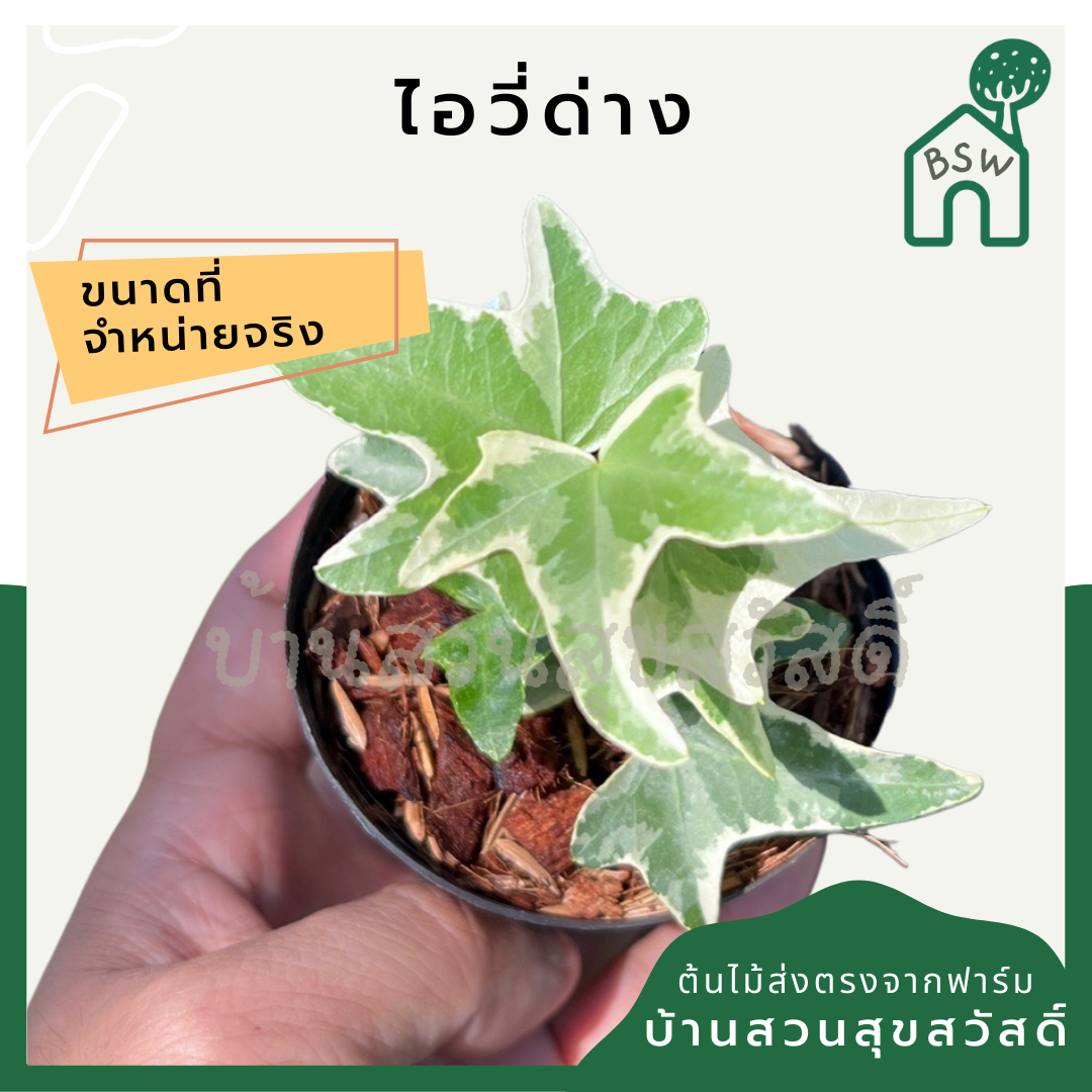ต้นไอวี่ด่าง กระถาง 3 นิ้ว