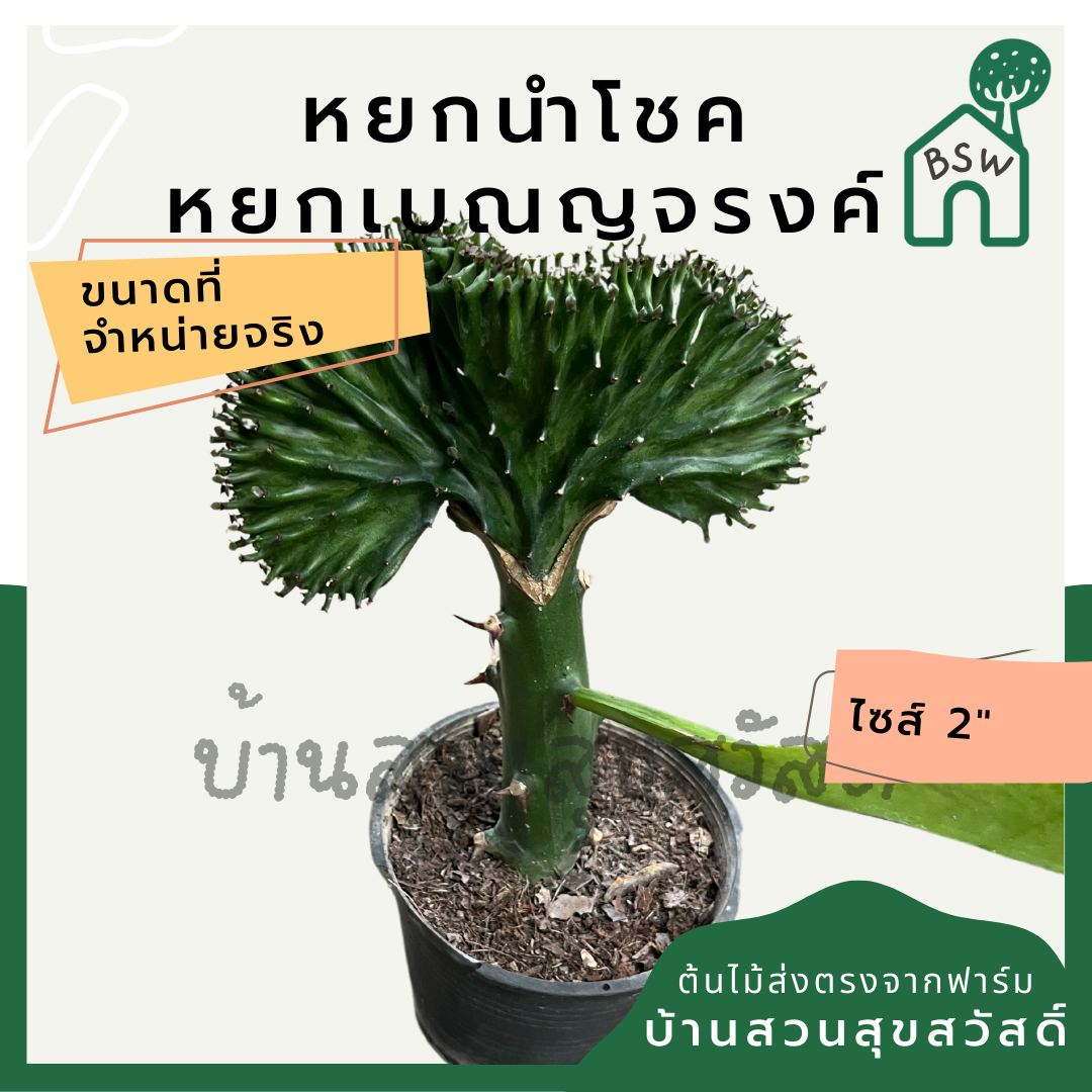 หยกสามกษัตริย์ กระถาง 6 นิ้ว เป็นไม้แดด ทนแล้งได้ดี