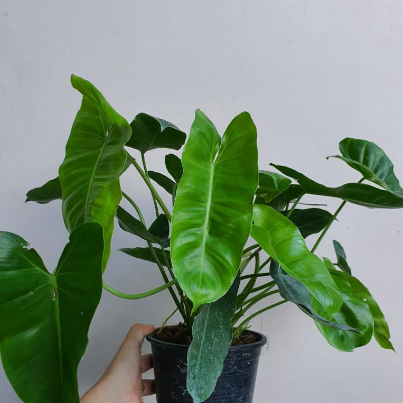 ฟิโลเบอร์เบิ้ลมาร์คเขียว (Philodendron Burle Marx) ไม้ฟอกอากาศในกระถางพร้อมตั้ง