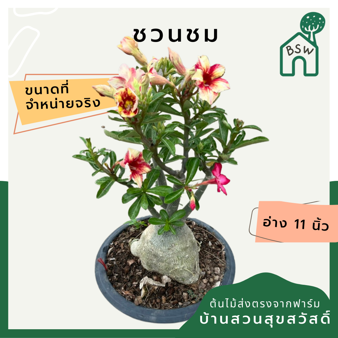 ต้นชวนชม ขนาดอ่าง 11 นิ้ว ไม้โขดสวย ทนแดดจัดได้ดีมาก ไม่ต้องรดน้ำเยอะ ชอบแล้งๆ