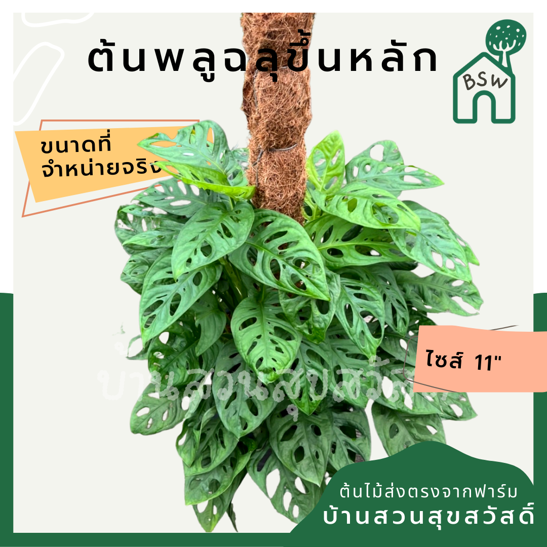 พลูฉลุไต่เสา (Monstera Adansonii) ไม้ฟอกอากาศในกระถางพร้อมตั้ง