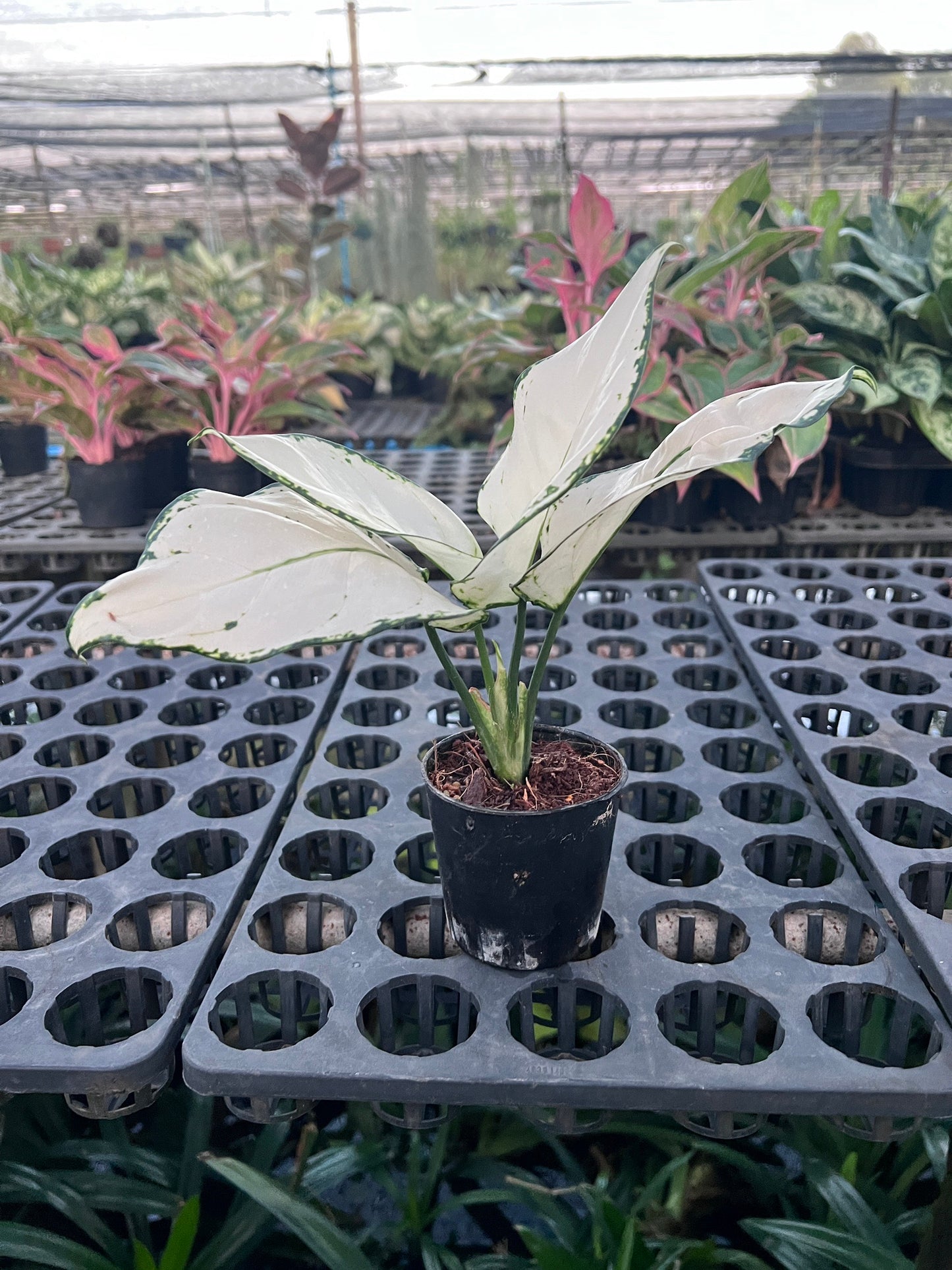 ซุปเปอร์ไวท์ (Aglaonema 'Super White') ไม้ใบสวยฟอกอากาศในกระถาง 5-6 นิ้ว