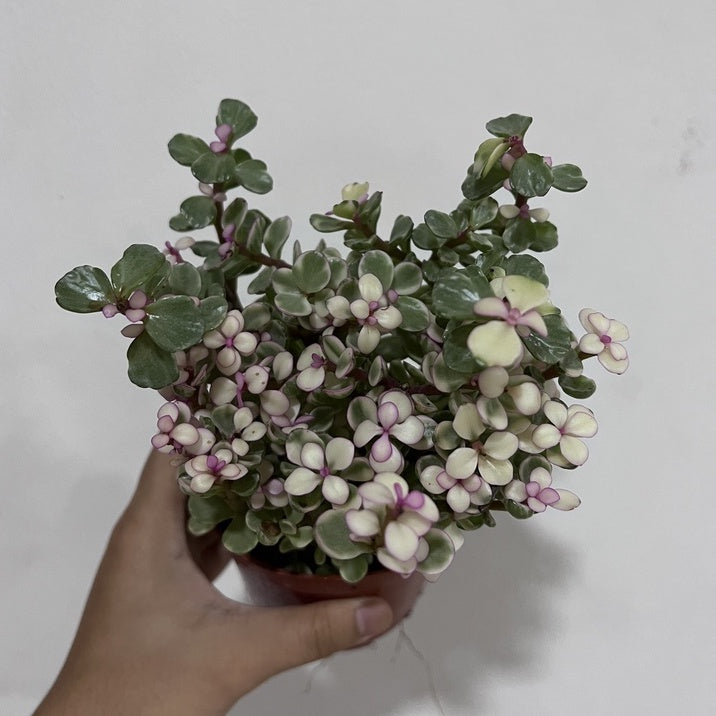 ต้นปะการังสายรุ้งด่างชมพู พร้อมกระถาง