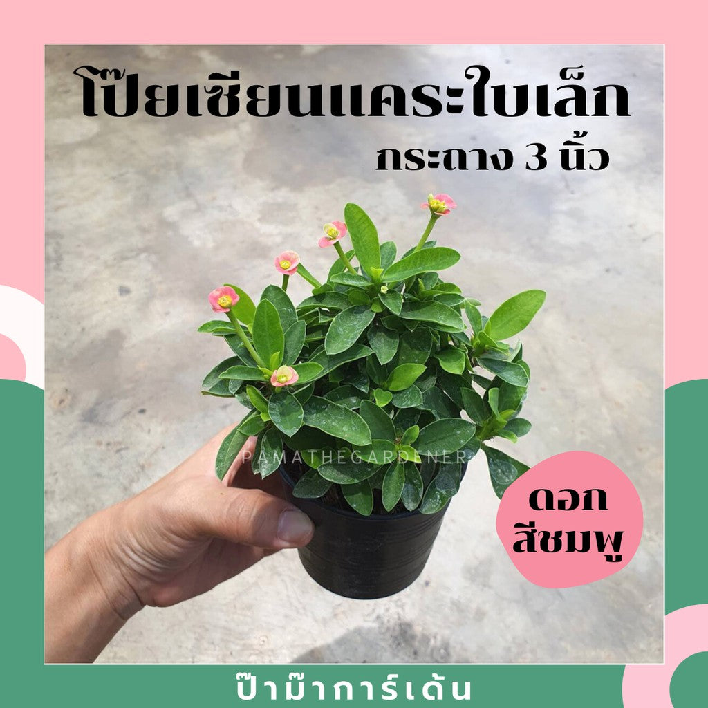 ต้นโป๊ยเซียนแคระ ในกระถาง 5-6 นิ้ว ไม้แดด ออกดอกตลอดปี