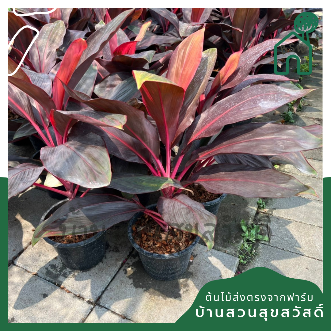 แดงทับทิมสยาม (Cordyline Fruticosa) ไม้มงคลในกระถาง 11 นิ้ว