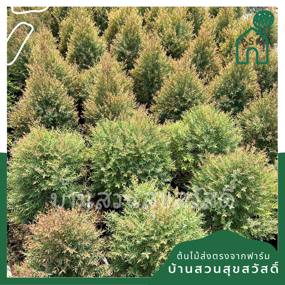 ต้นสนหอม กระถาง 11 นิ้วมีกลิ่นหอม