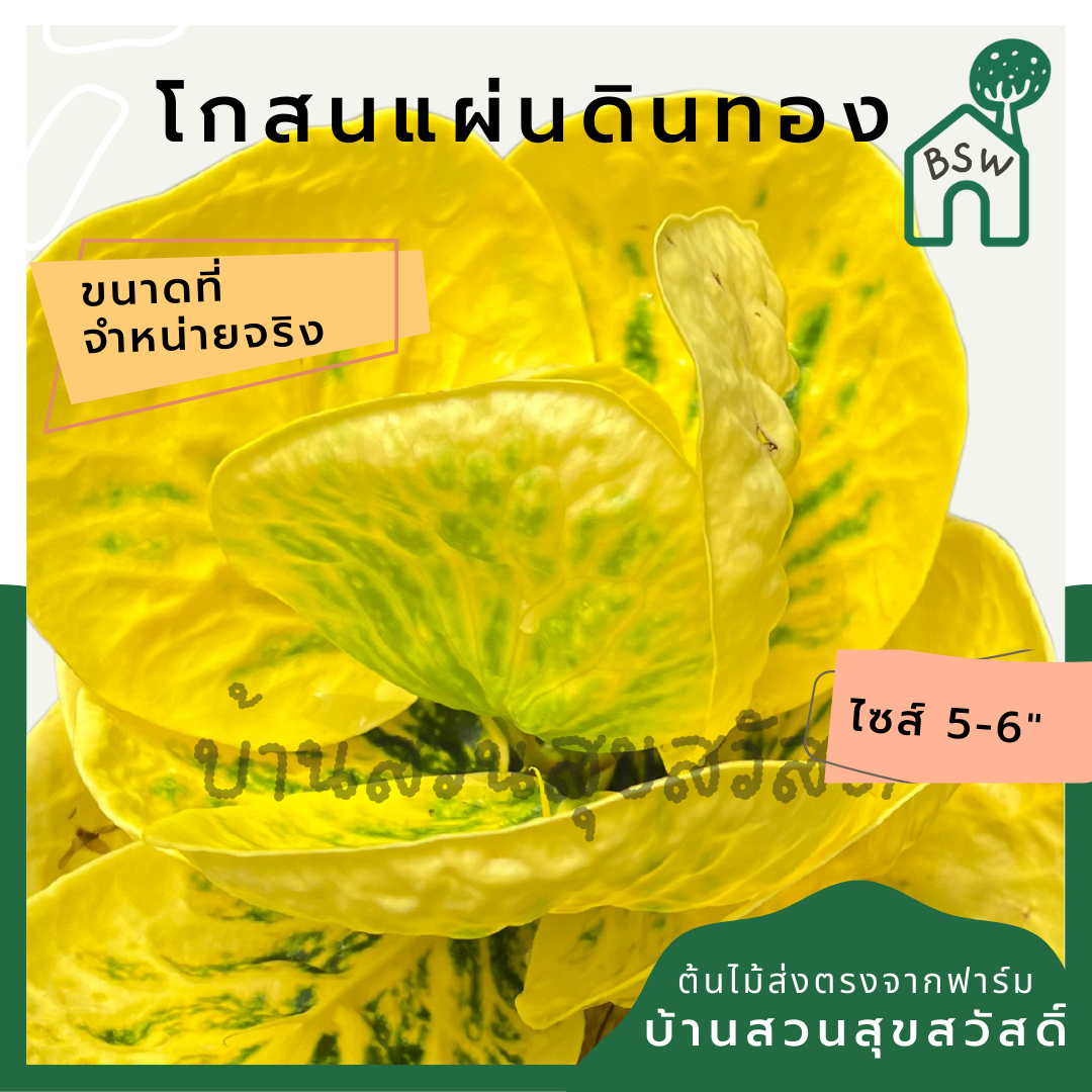 โกสนแผ่นดินทอง กระถาง 5-6 นิ้ว ต้นโกสน เป็นไม้แดด ไม้ด่างสวย ใบสีสันสดใส