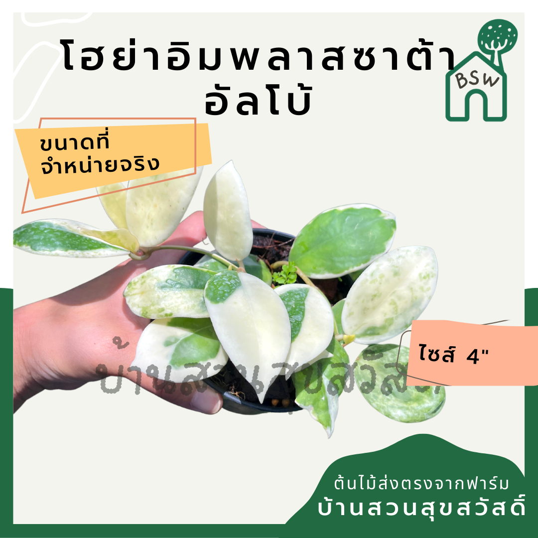 โฮย่าอิมพลาสซาต้า อัลโบ้ มาในกระถางพร้อมตั้ง ไม้รำไรออกดอกสวย ออกดอกเก่ง