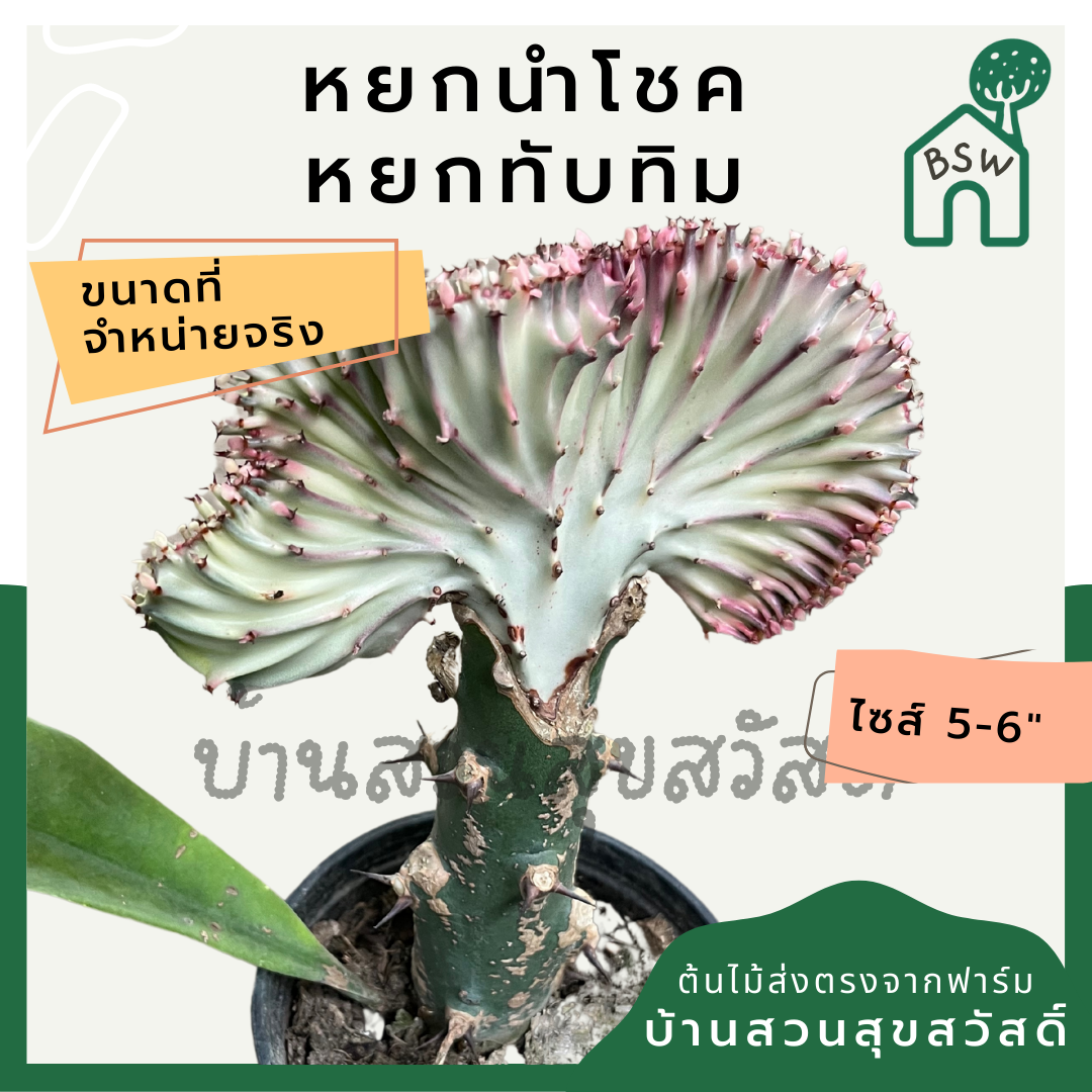หยกสามกษัตริย์ กระถาง 6 นิ้ว เป็นไม้แดด ทนแล้งได้ดี