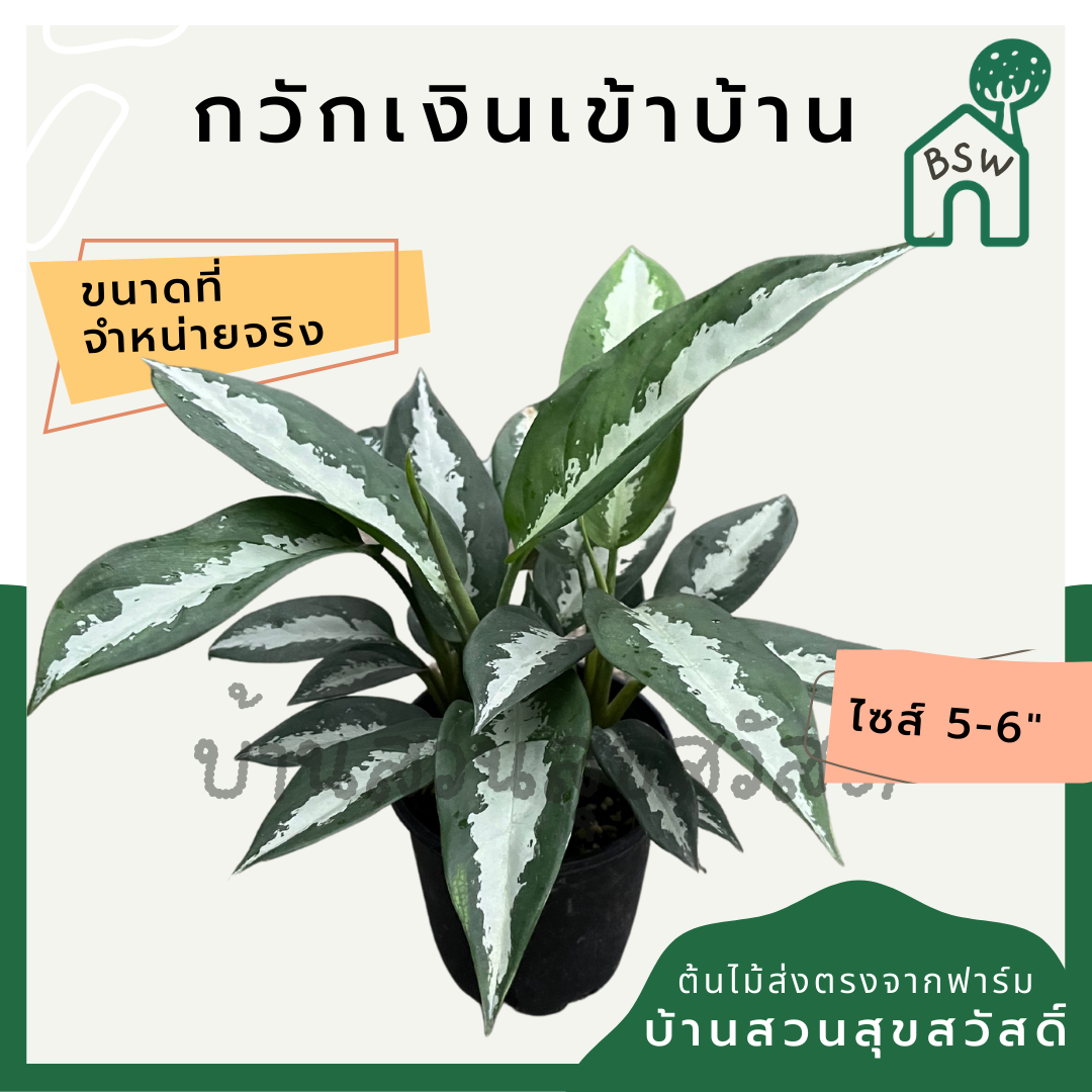 กวักเงินเข้าบ้าน (Aglaonema) ไม้มงคลในกระถาง 5-6 นิ้ว