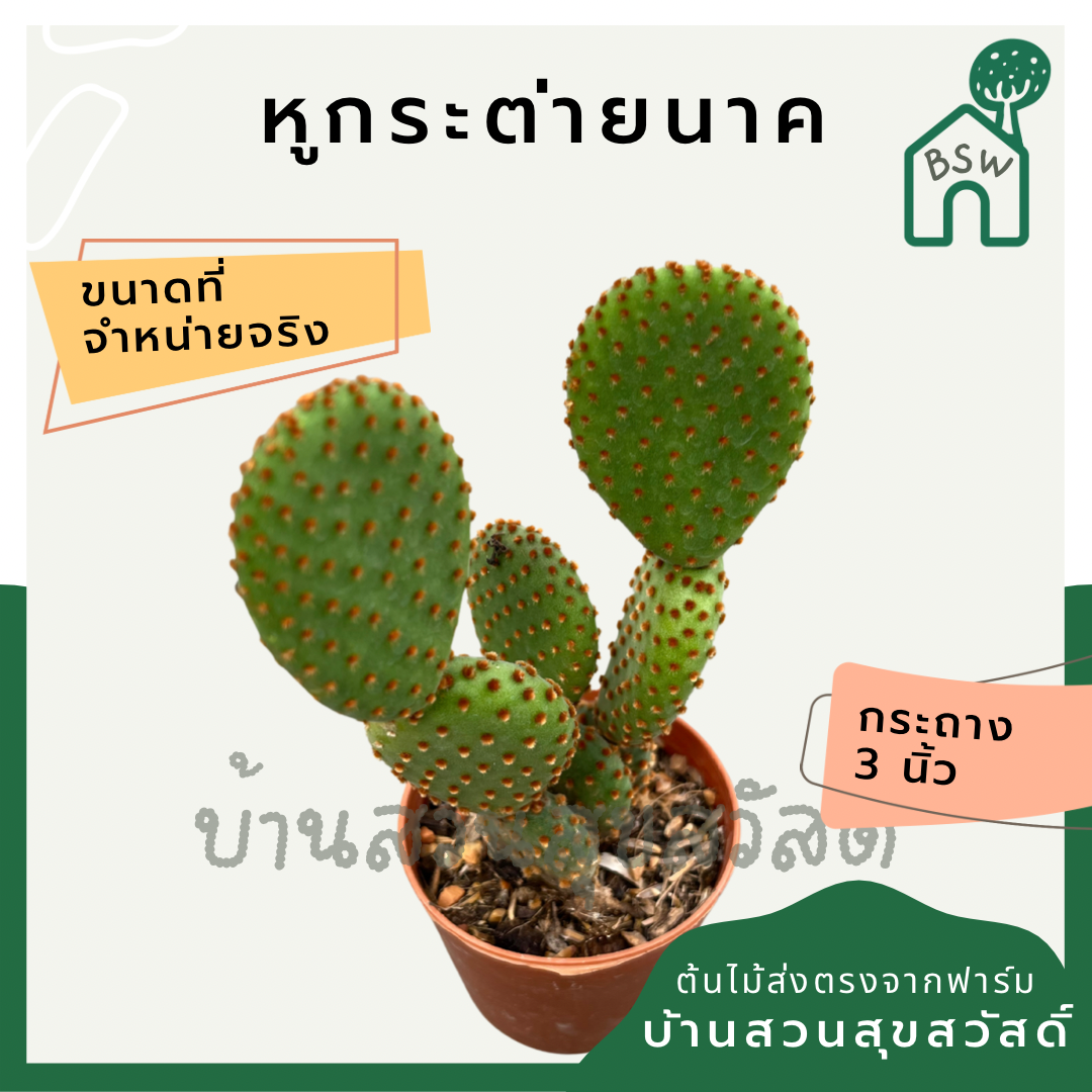แคคตัสหูกระต่ายนาค (Opuntia Microdasys) กระบองเพชรในกระถางพร้อมตั้ง