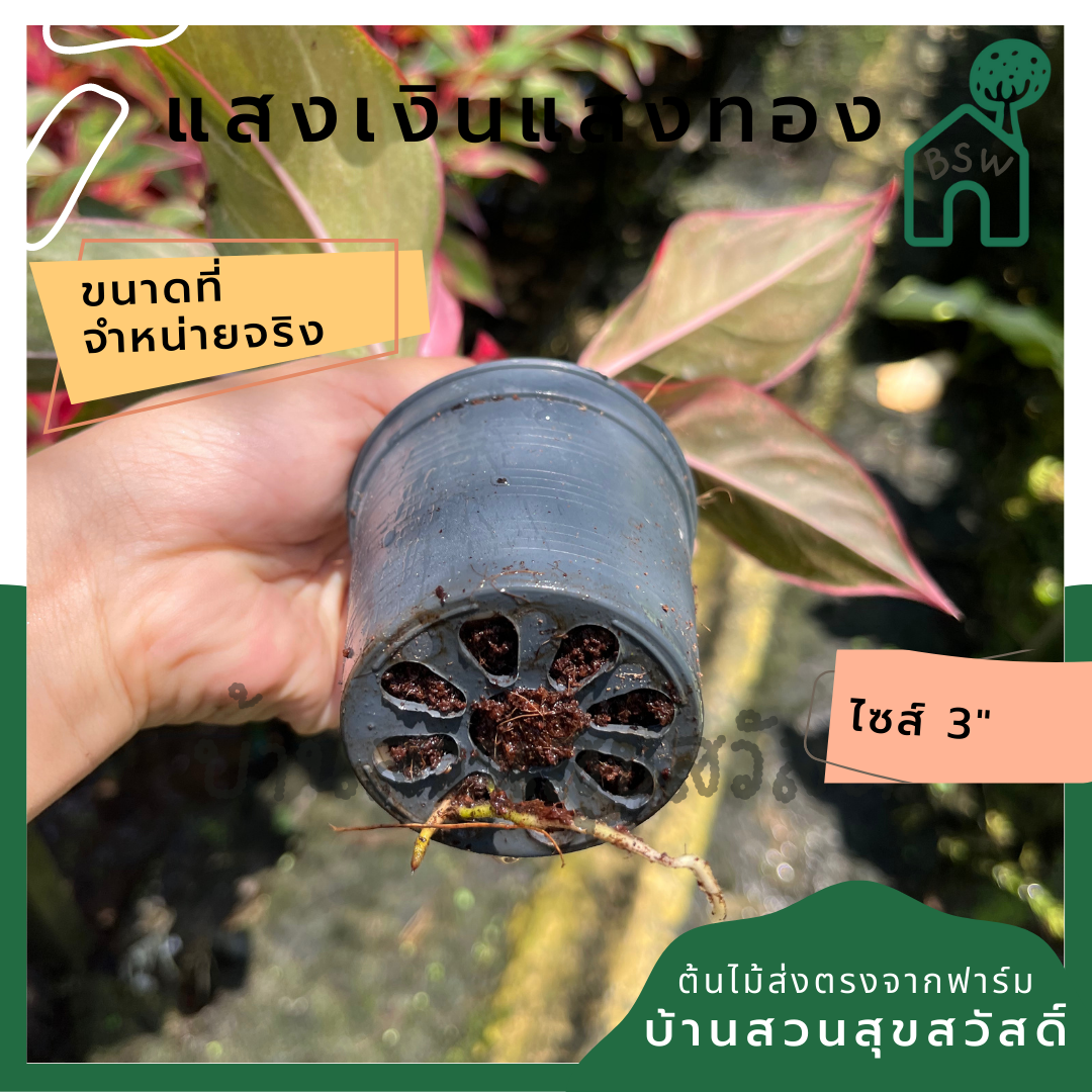 แสงเงินแสงทอง (Aglaonema) ไม้มงคลยอดนิยมในกระถาง 3 นิ้ว