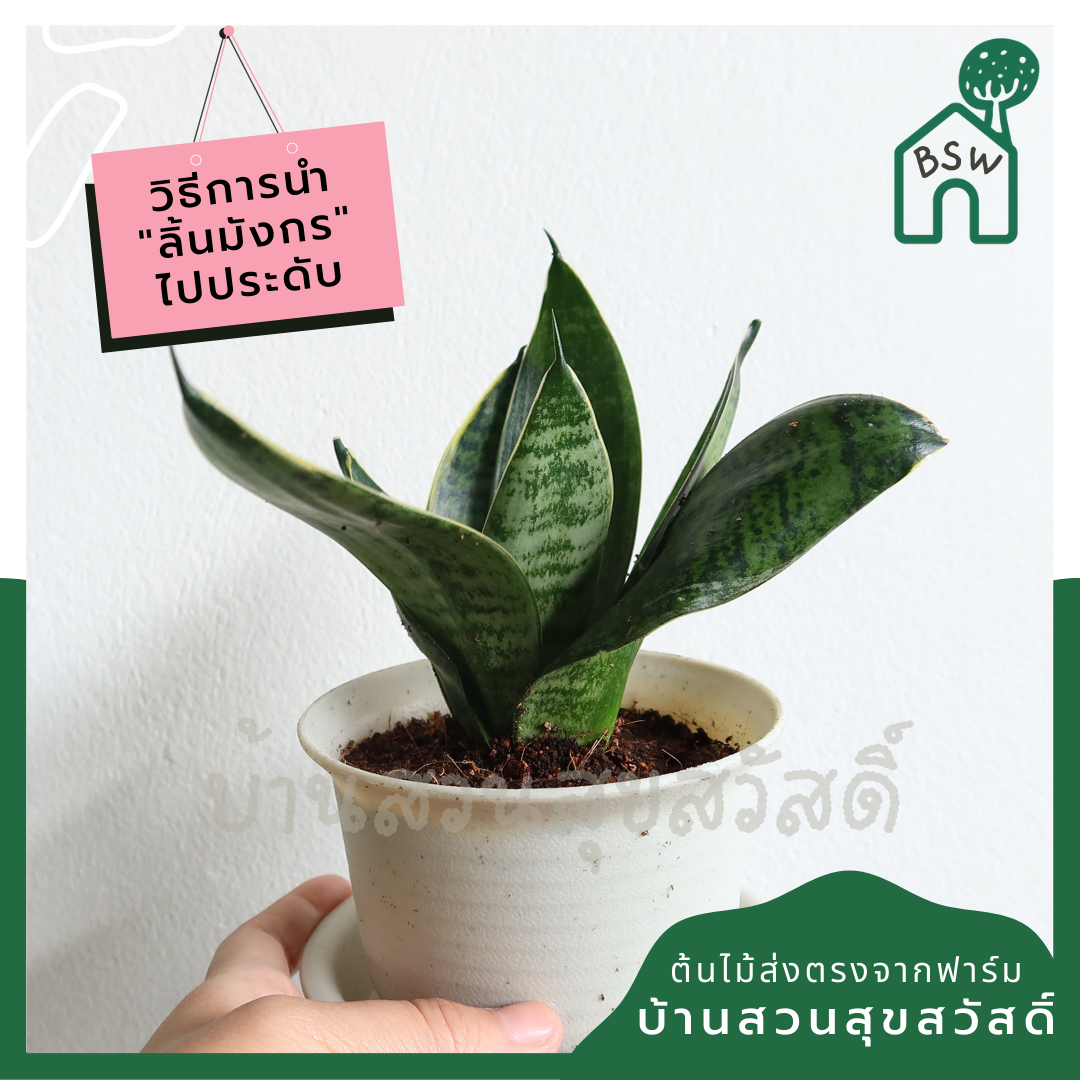 ลิ้นมังกรแคระใบลาย (Sansevieria Trifasciata 'Hahnii') ไม้ฟอกอากาศในกระถาง 4-5 นิ้ว