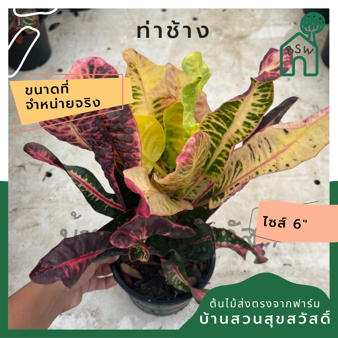 โกสน ท่าช้าง พร้อมกระถาง 6 นิ้ว