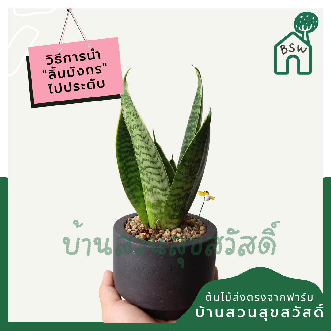 ลิ้นมังกรแคระใบลาย (Sansevieria Trifasciata 'Hahnii') ไม้ฟอกอากาศในกระถาง 4-5 นิ้ว