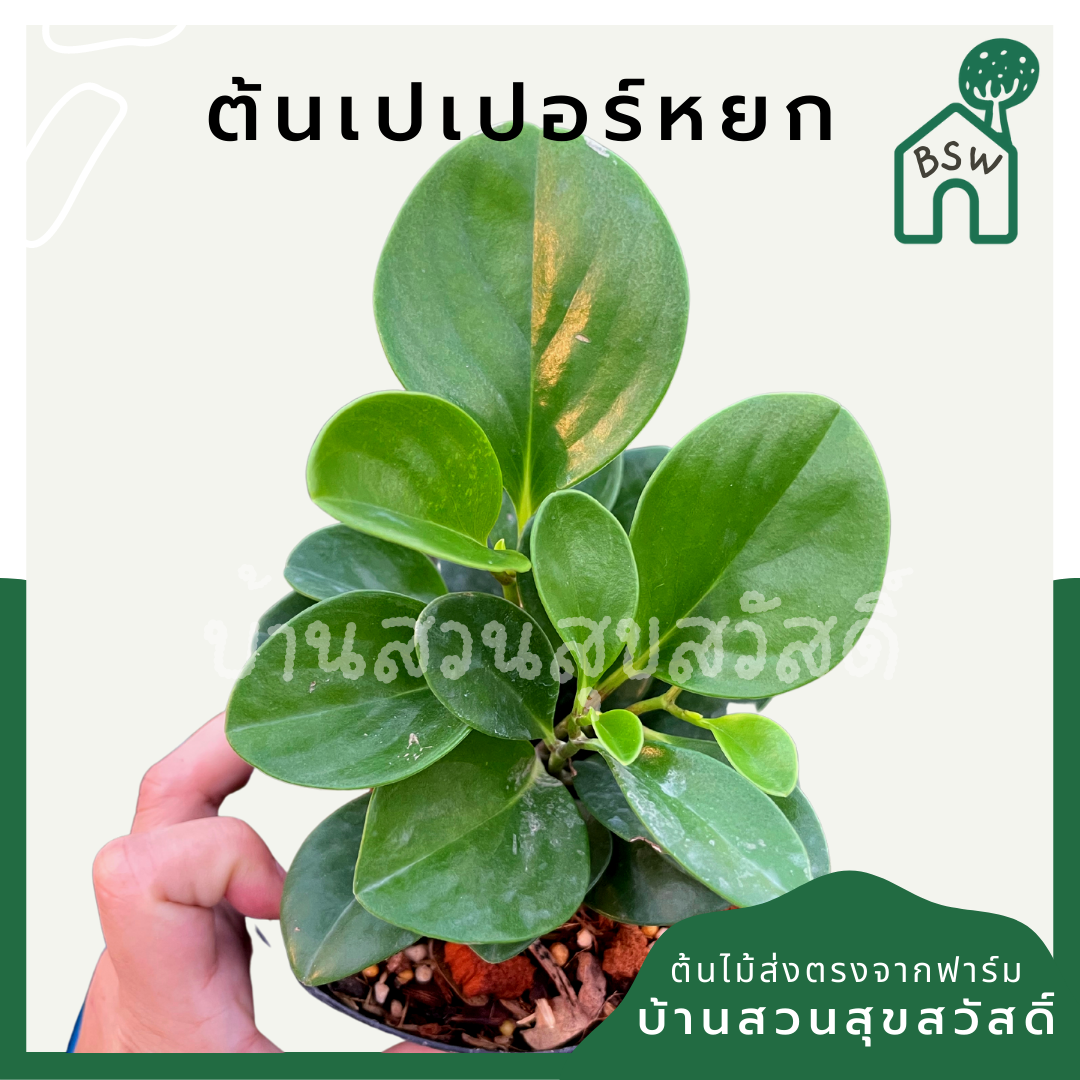 เปเปอร์หยก (Peperomia Obtusifolia) ไม้อวบน้ำในกระถาง 4 นิ้ว