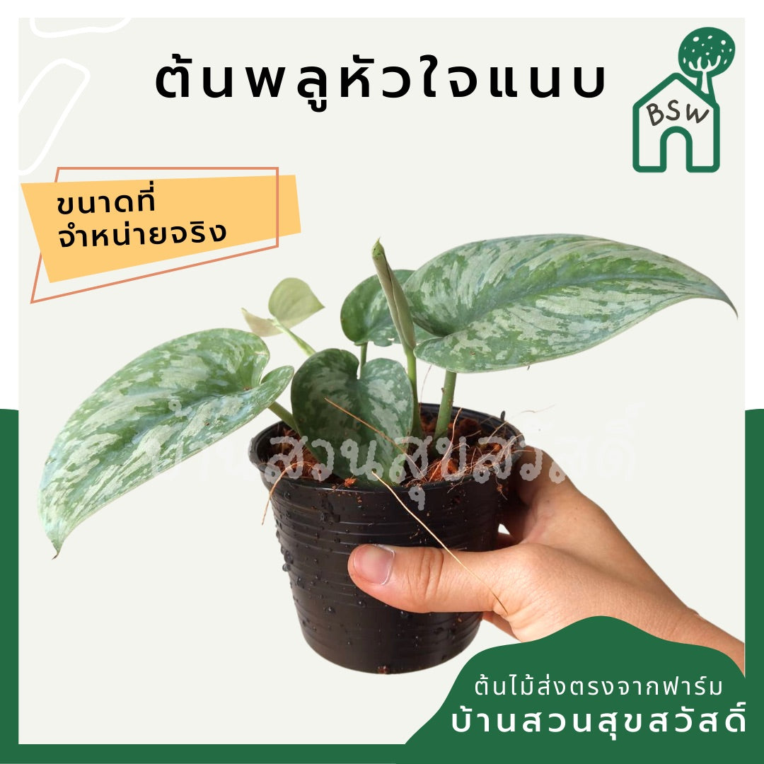 พลูหัวใจแนบซิลเวอร์ (Silver Pothos) ไม้ใบสวยฟอกอากาศในกระถางพร้อมตั้ง