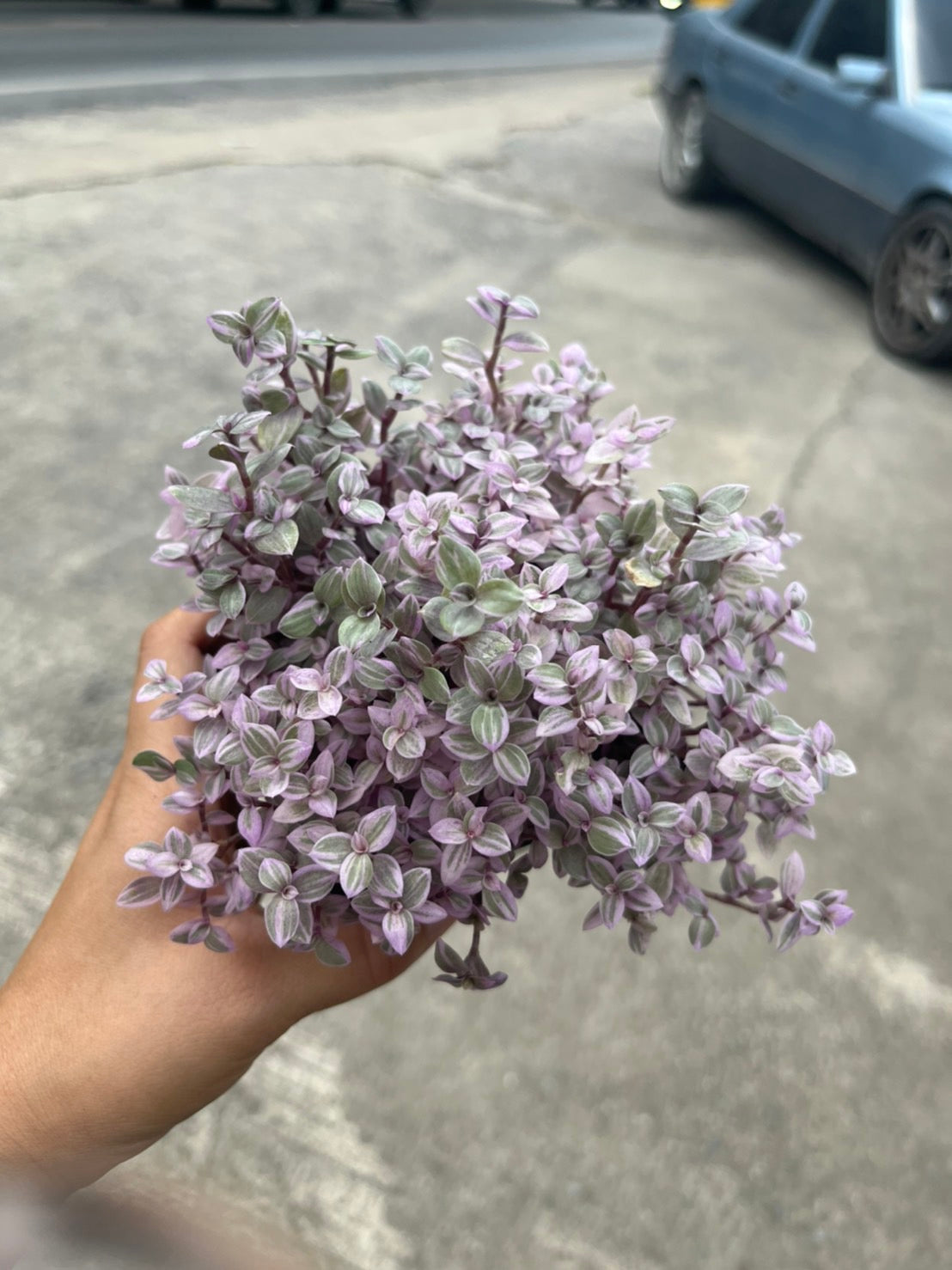 ริบบิ้นชาลี (Callisia Repens) ไม้แขวนสีสดในกระถางทรงเหลี่ยม