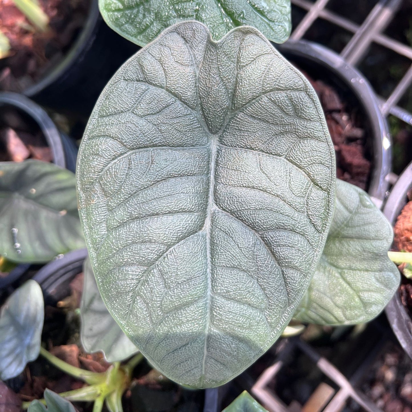 อโลคาเซียเมโล (Alocasia Melo) ไม้ใบหนาในกระถางพร้อมตั้ง