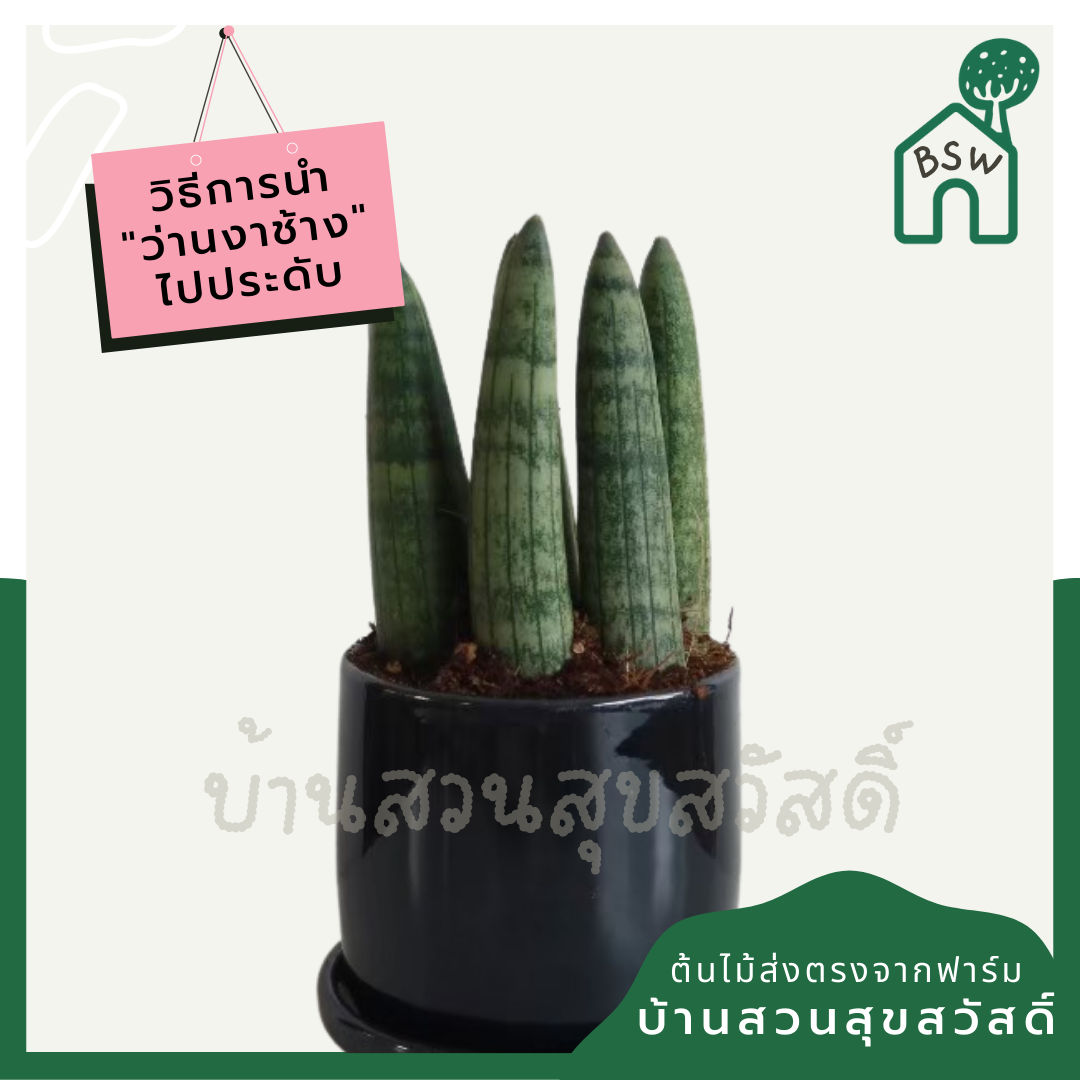 ว่านงาช้างบอนเซล (Sansevieria Boncellensis) ไม้ฟอกอากาศทรงสวย