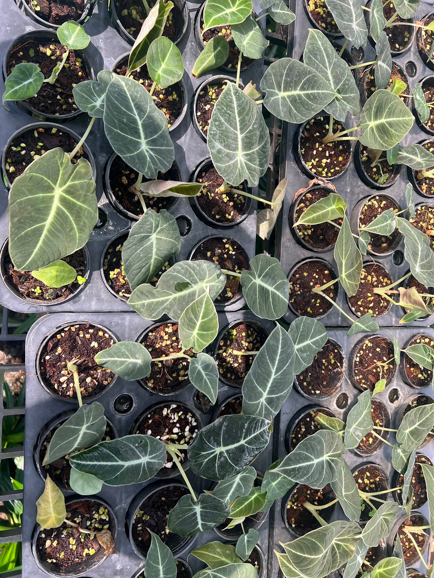 อโลคาเซียแบลคเวลเวท (Alocasia Reginula) ไม้ใบกำมะหยี่ในกระถาง 4 นิ้ว