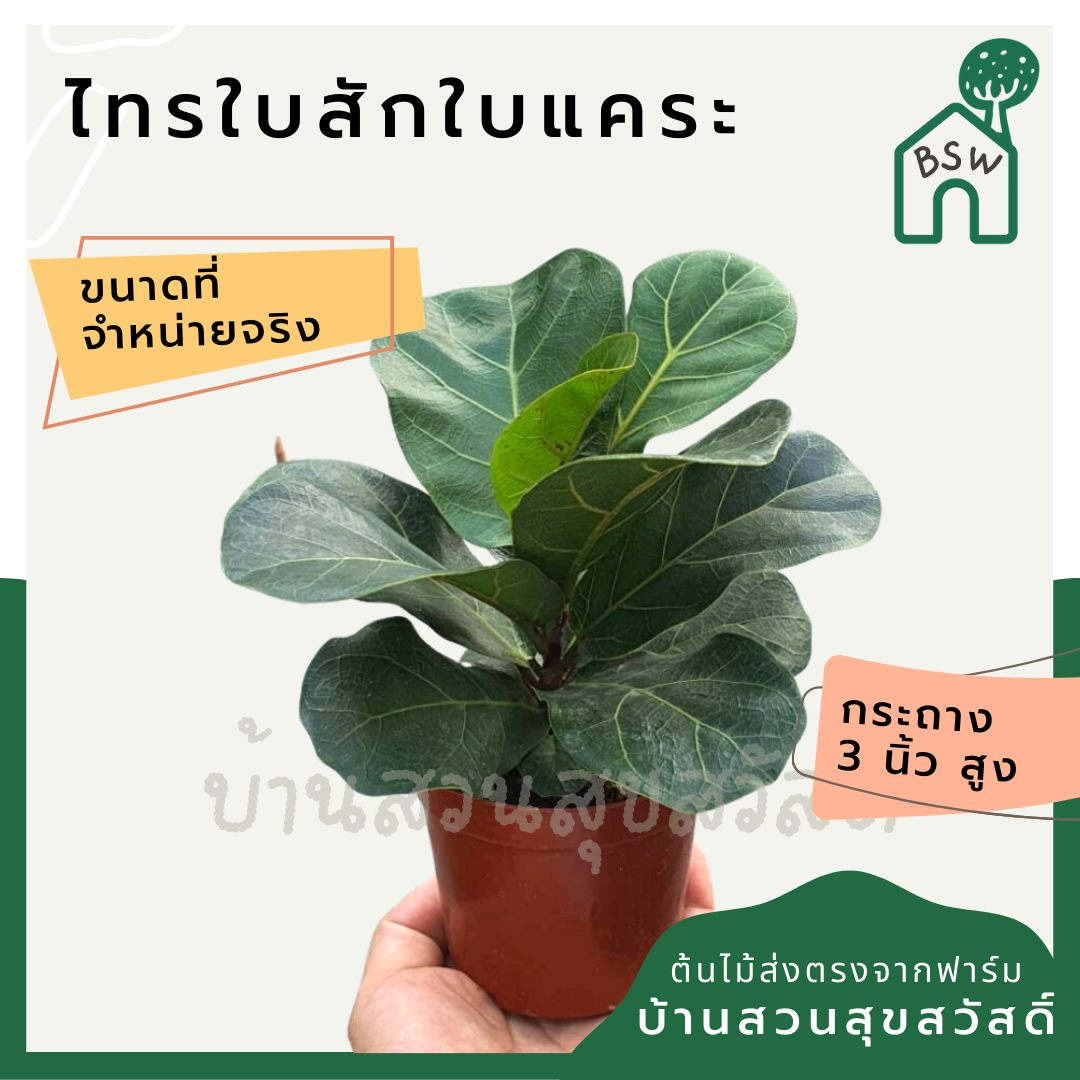 ต้นไทรใบสัก มาในกระถางพร้อมตั้ง