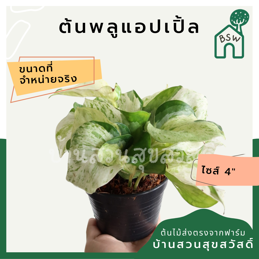 พลูแอปเปิ้ล (Pothos 'Apple') ไม้ใบสวยในกระถาง 4 นิ้ว