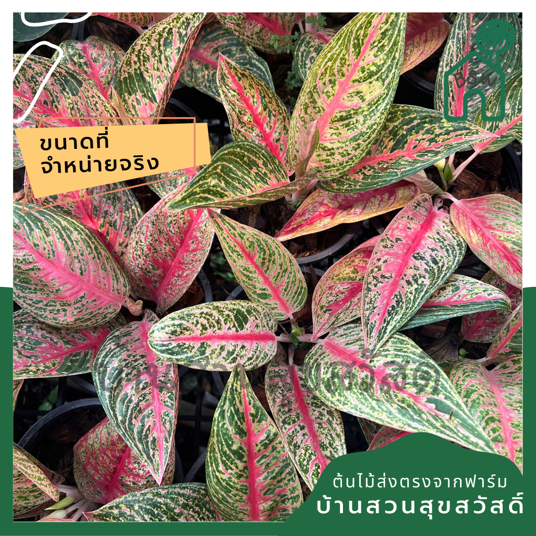 ต้นรวยล้นฟ้า หรือ เลกาซี่แดง